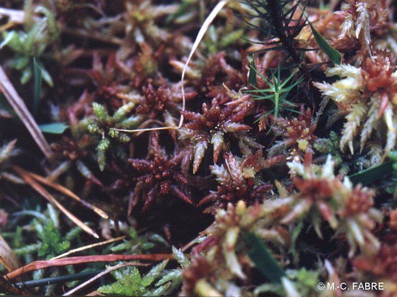 sphagnum_magellanicum1mcf