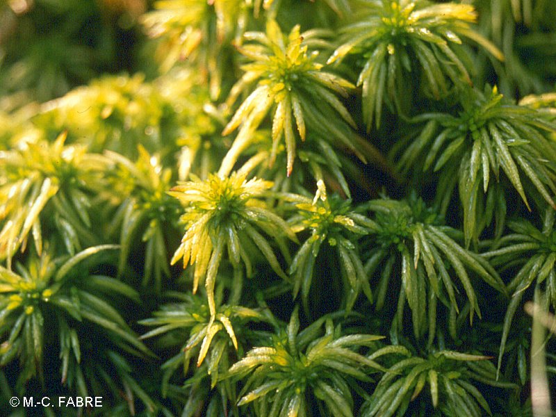 sphagnum_riparium1mcf