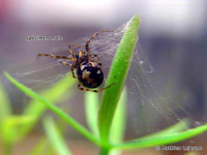 steatoda_paykulliana1ml