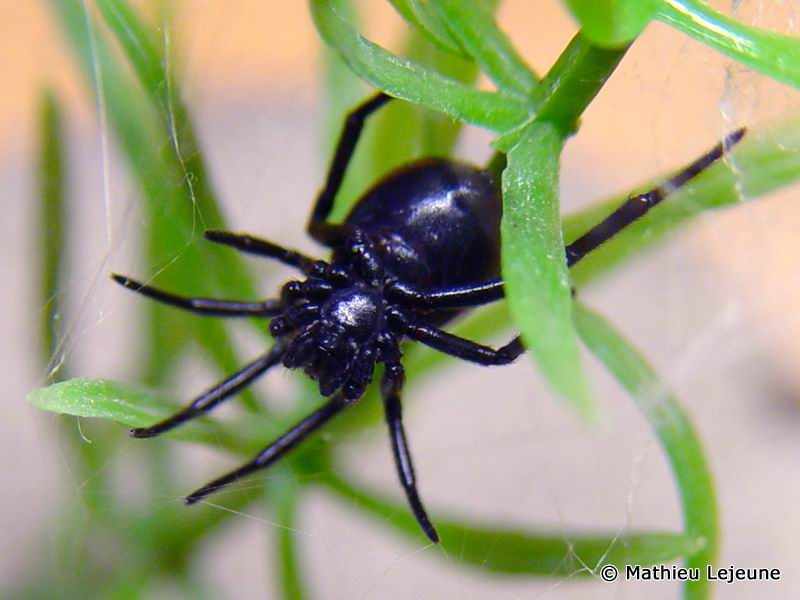 steatoda_paykulliana2ml