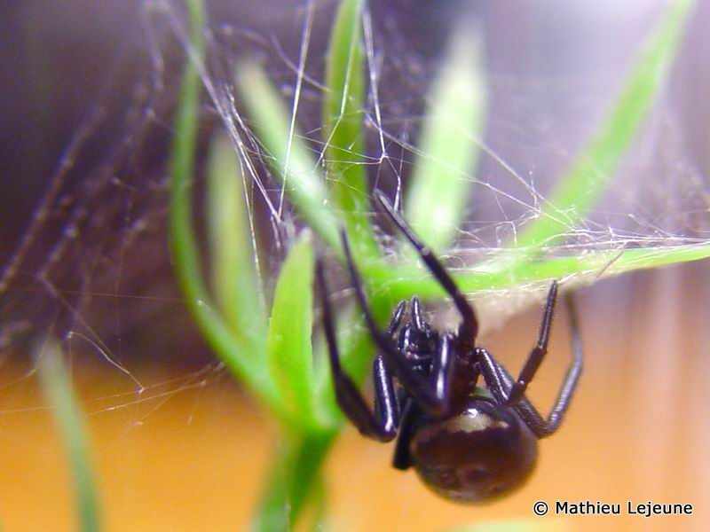 steatoda_paykulliana3ml