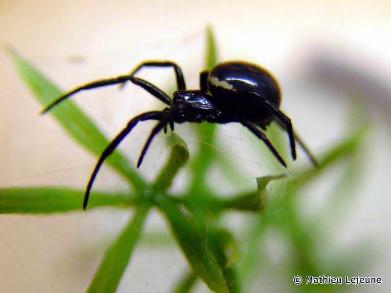 steatoda_paykulliana4ml