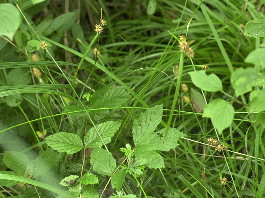 carex_lepidocarpa1md