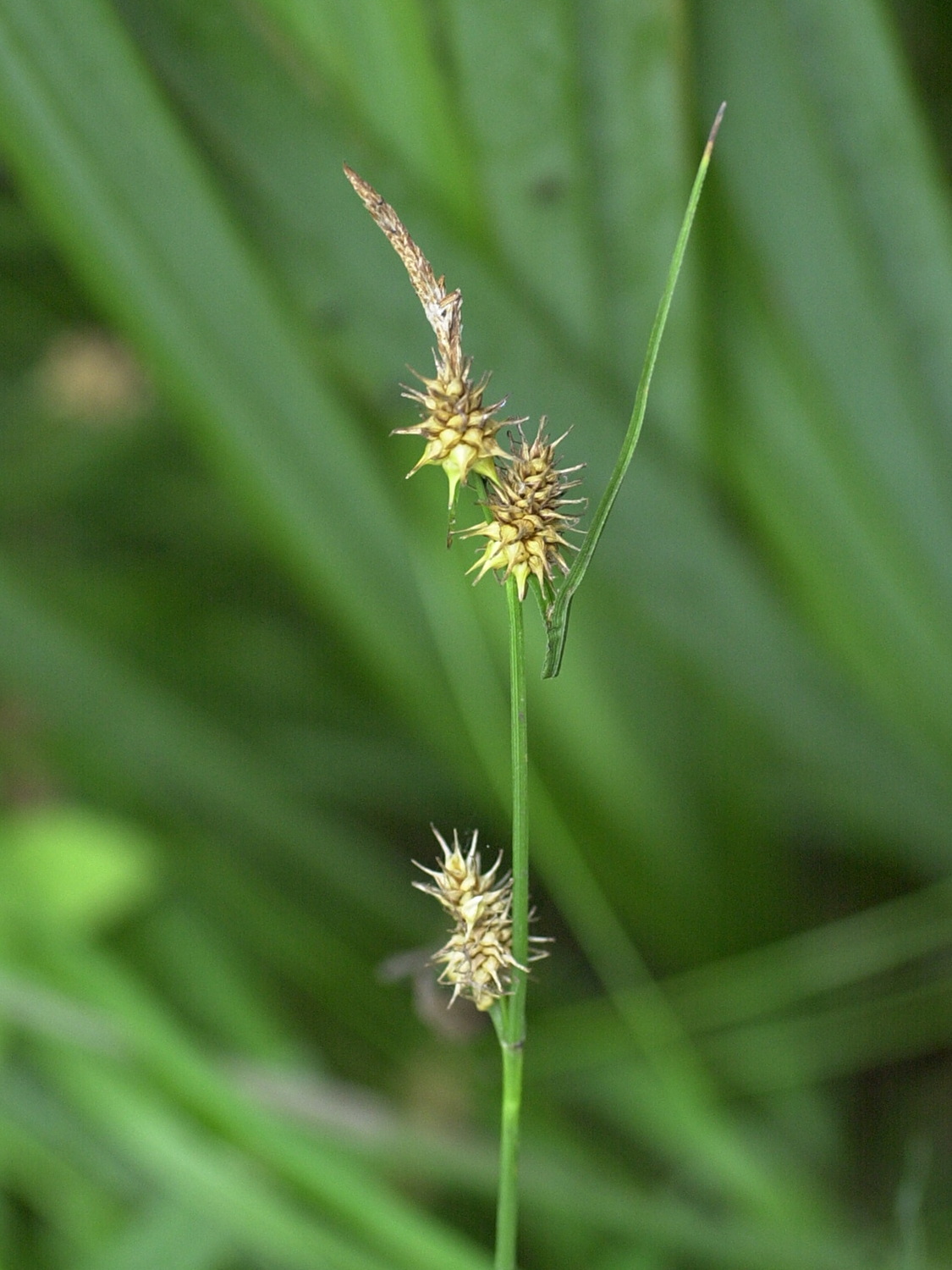 carex_lepidocarpa2md
