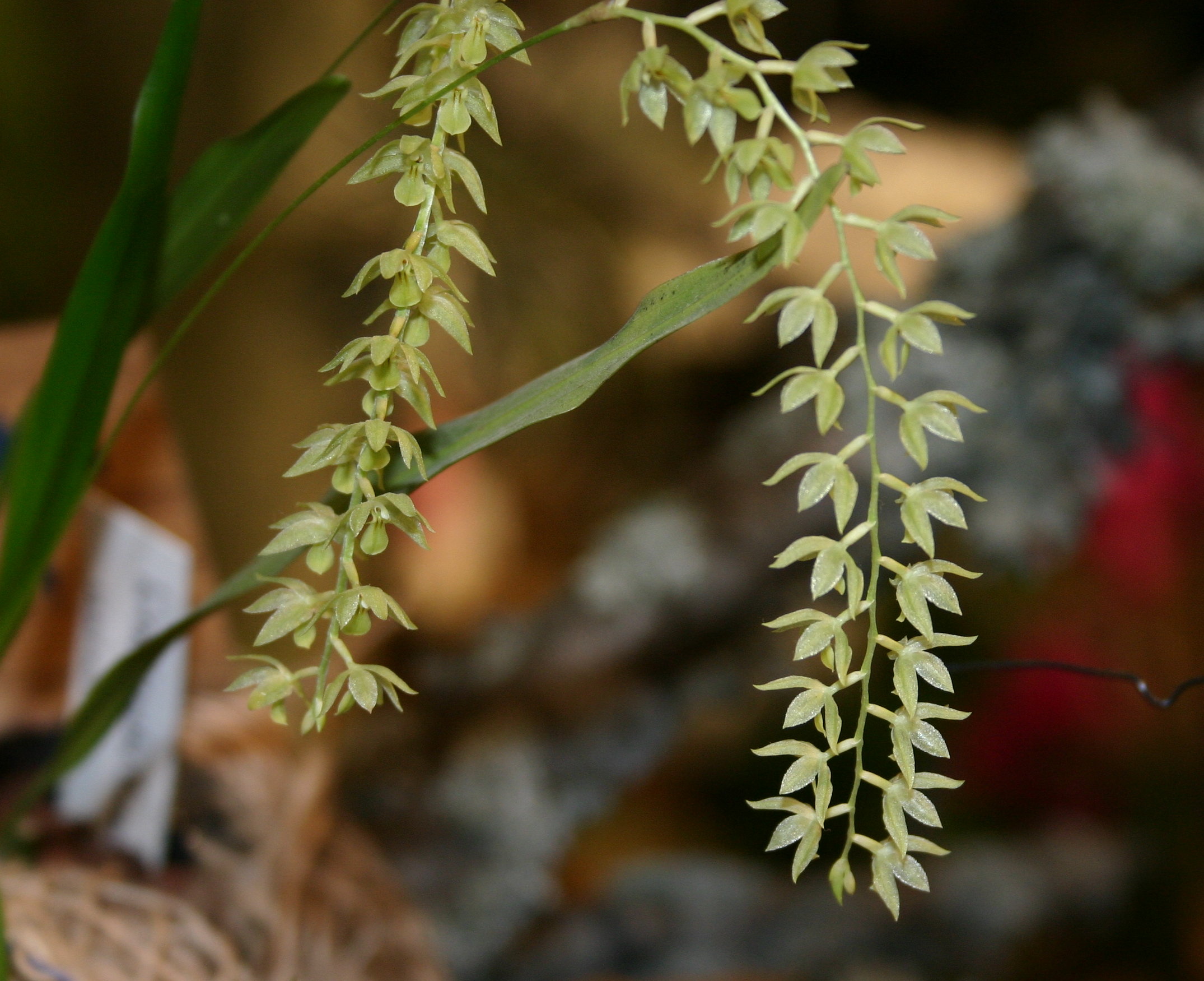 dendrochilum_uncatum1sd