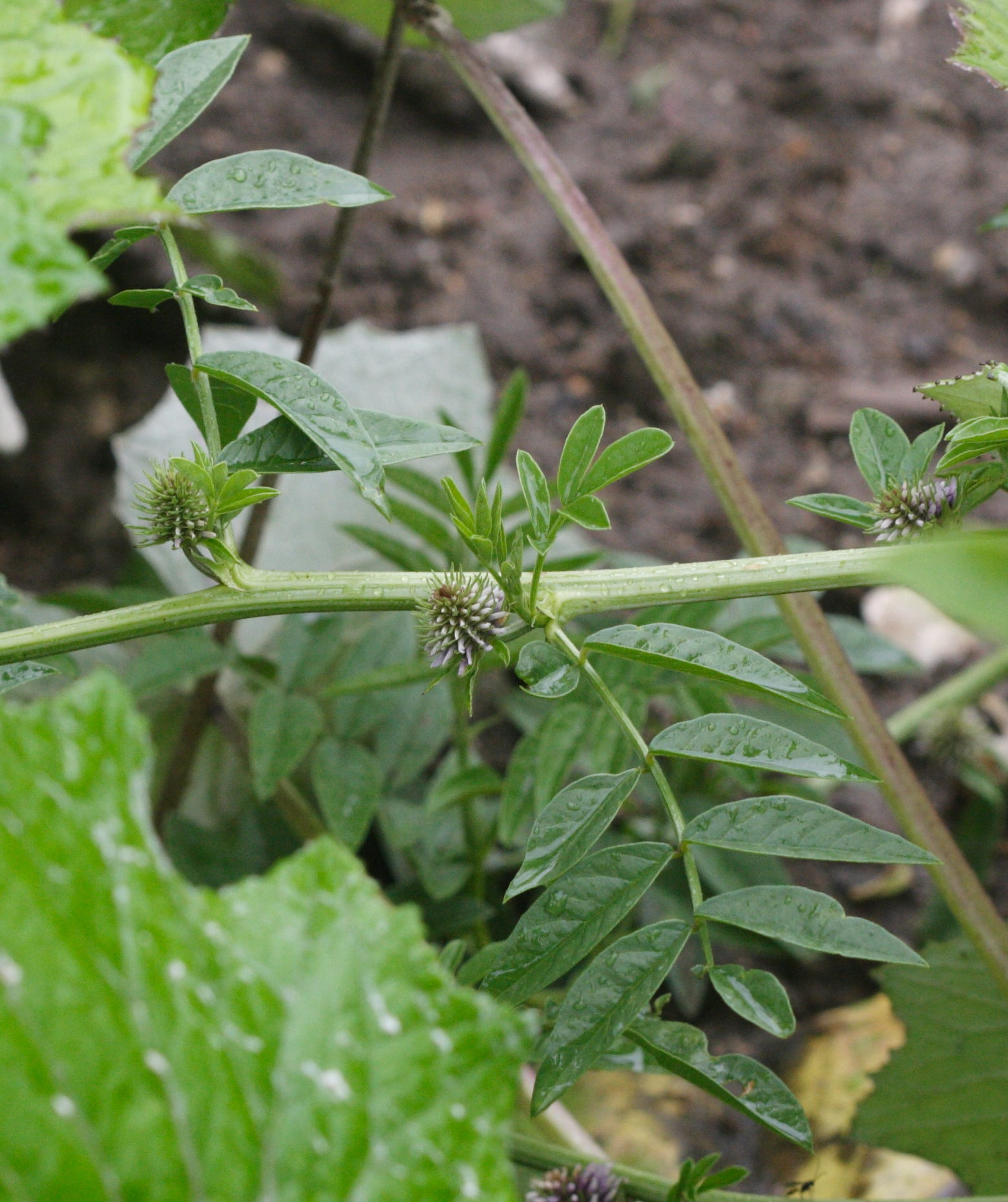 glycyrrhiza_glabra1md