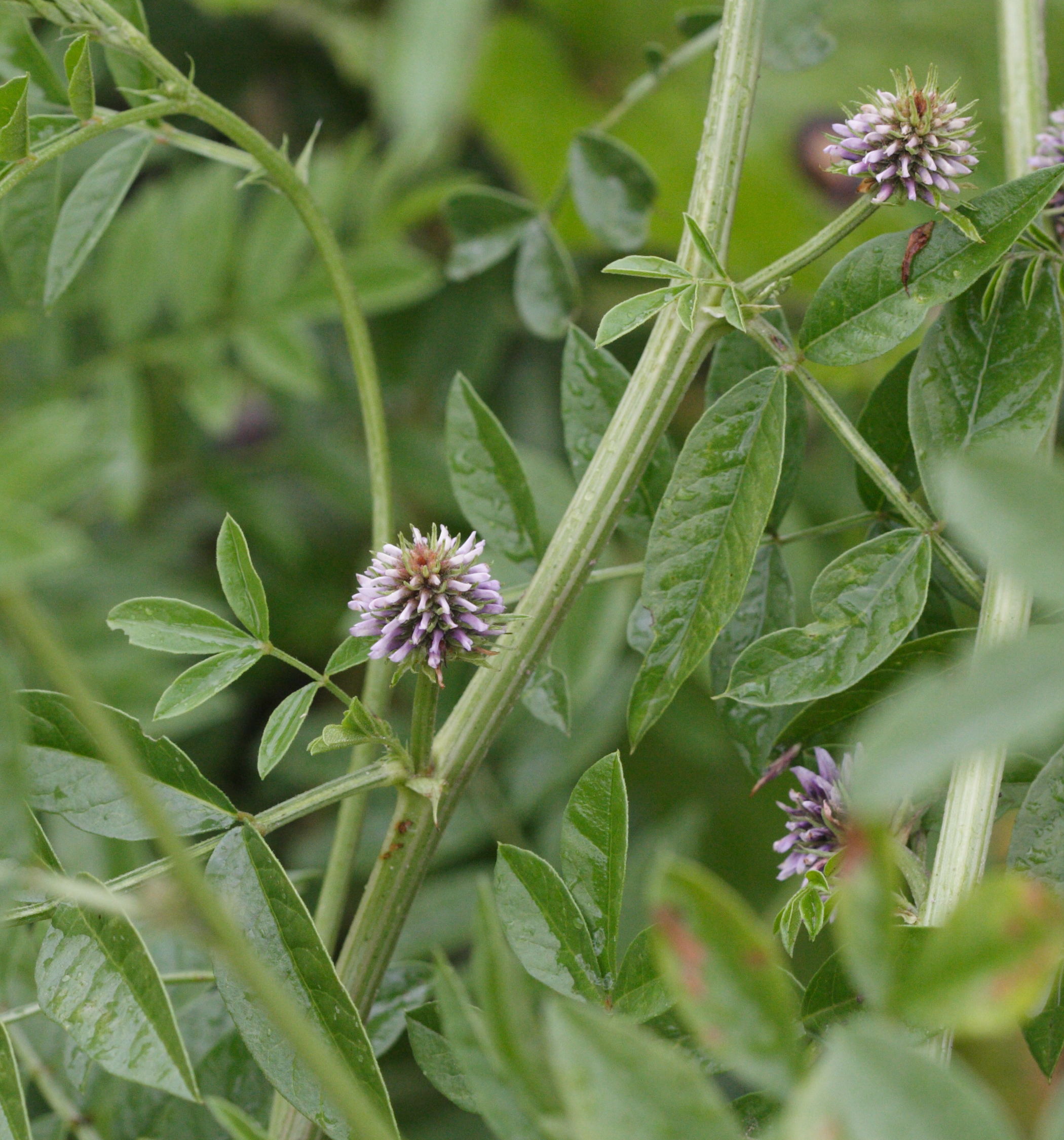 glycyrrhiza_glabra2md