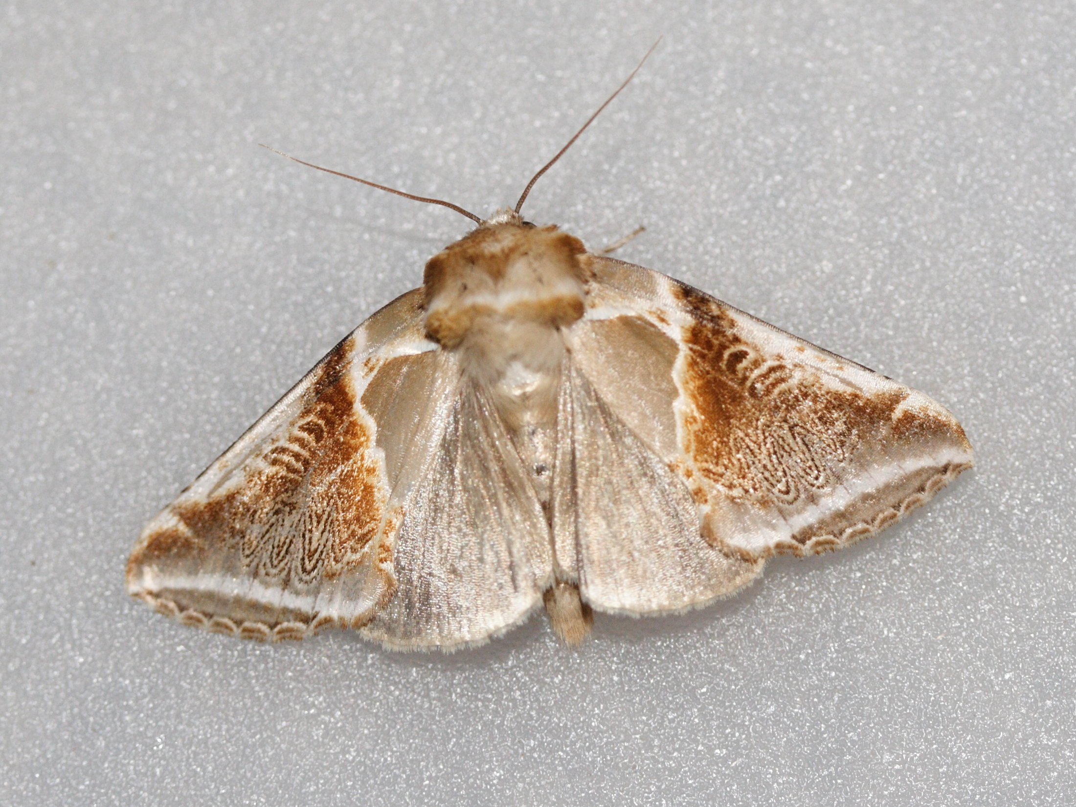 habrosyne_pyritoides1md