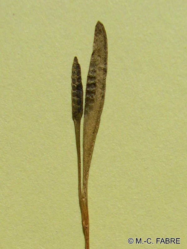 Afficher le média ophioglossum_lusitanicum1mcf ophioglossum_lusitanicum1mcf