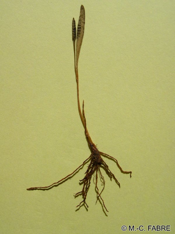 Afficher le média ophioglossum_lusitanicum2mcf ophioglossum_lusitanicum2mcf