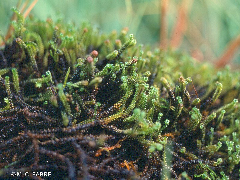 Afficher le média paludella_squarrosa3mcf paludella_squarrosa3mcf
