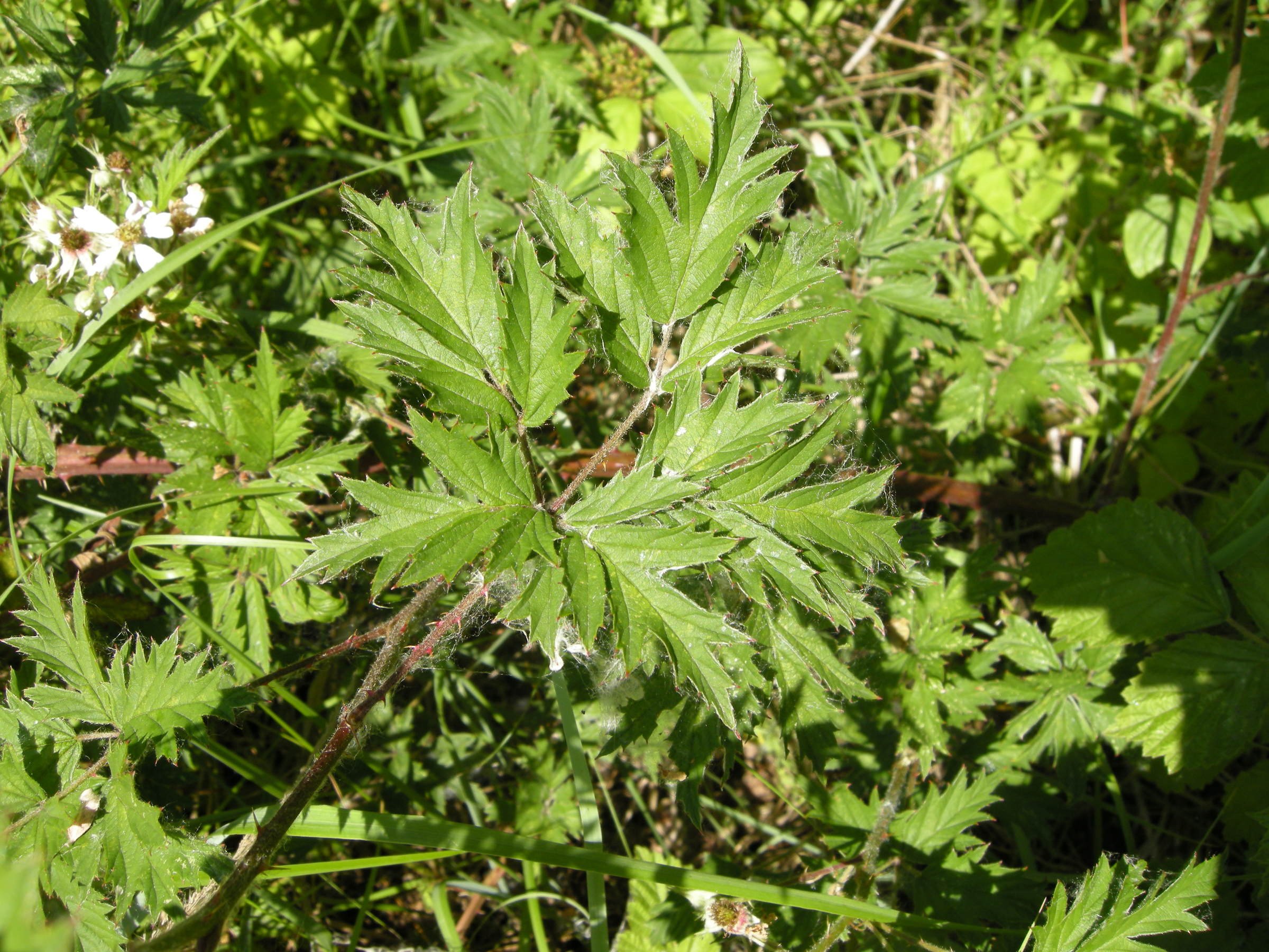 rubus_laciniatus2md