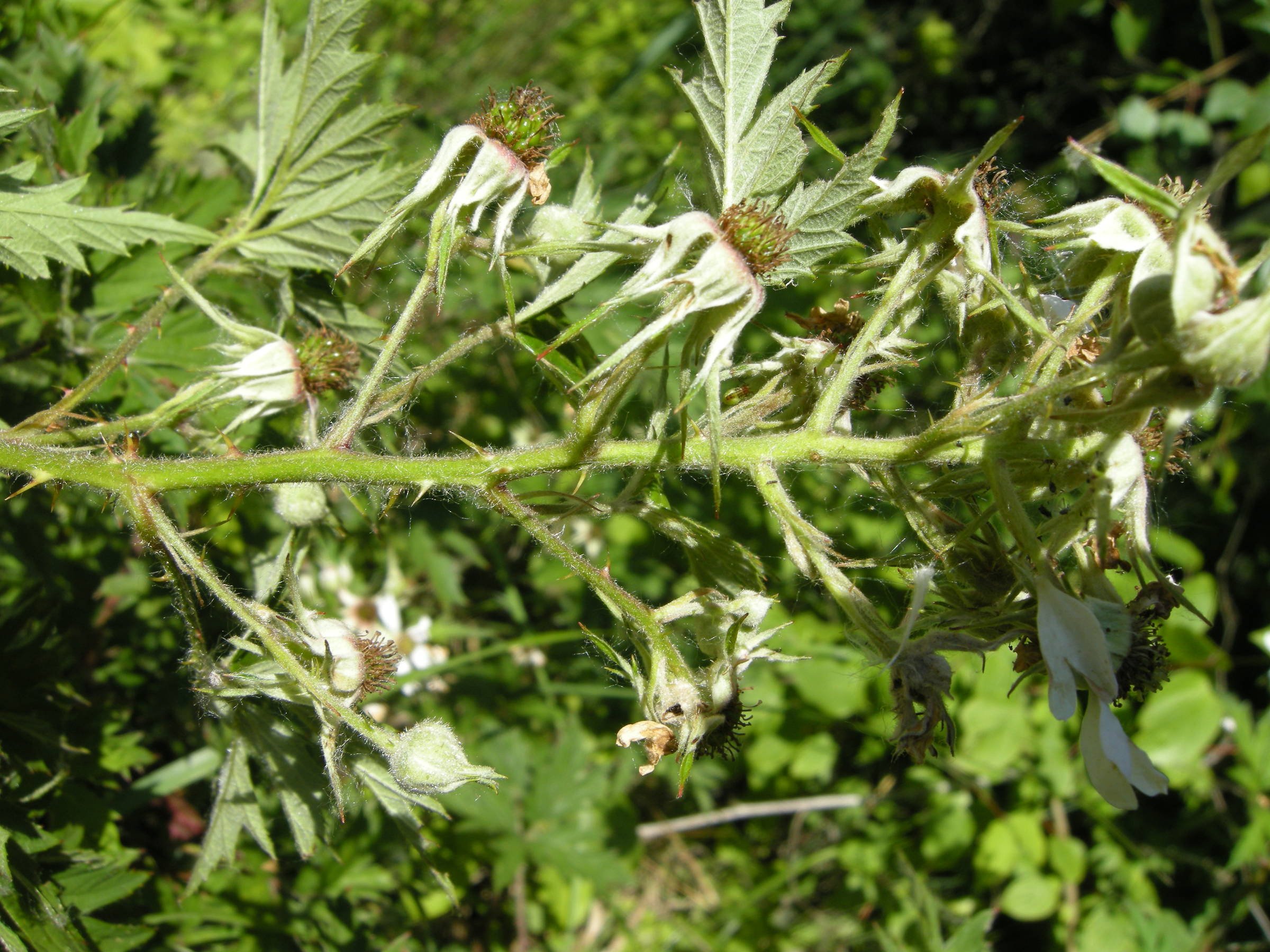rubus_laciniatus3md