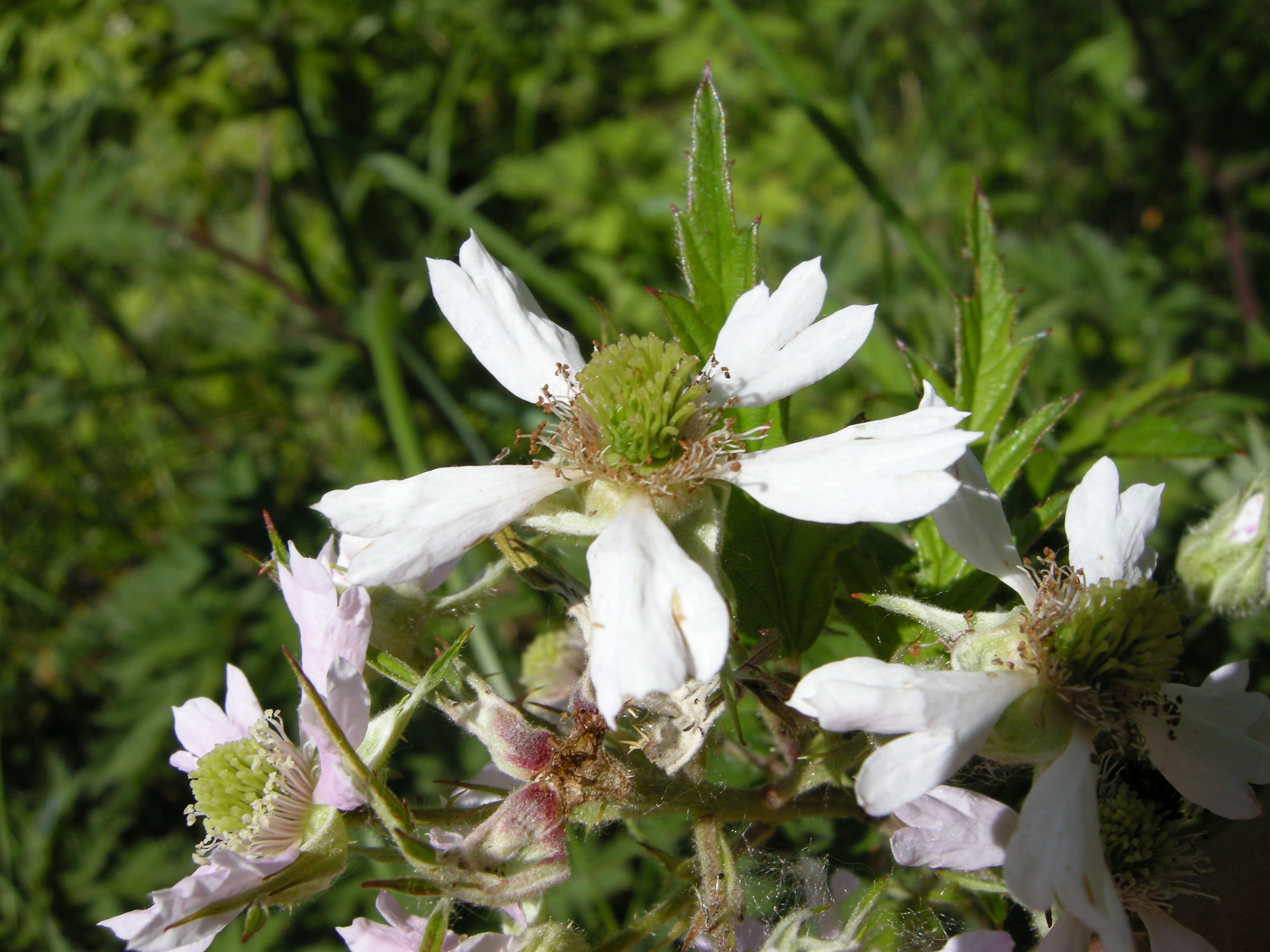 rubus_laciniatus4md