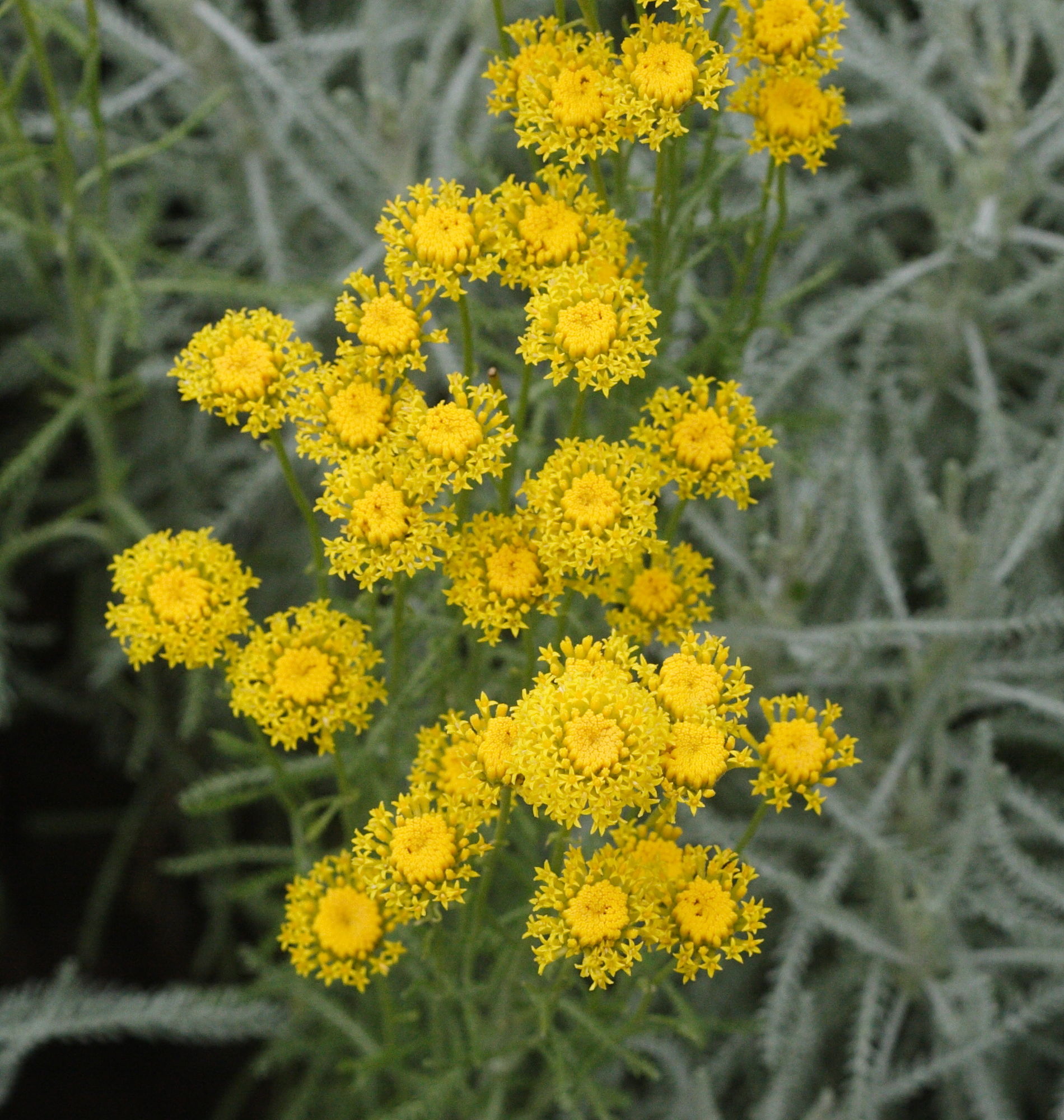 santolina_neapolitana1md