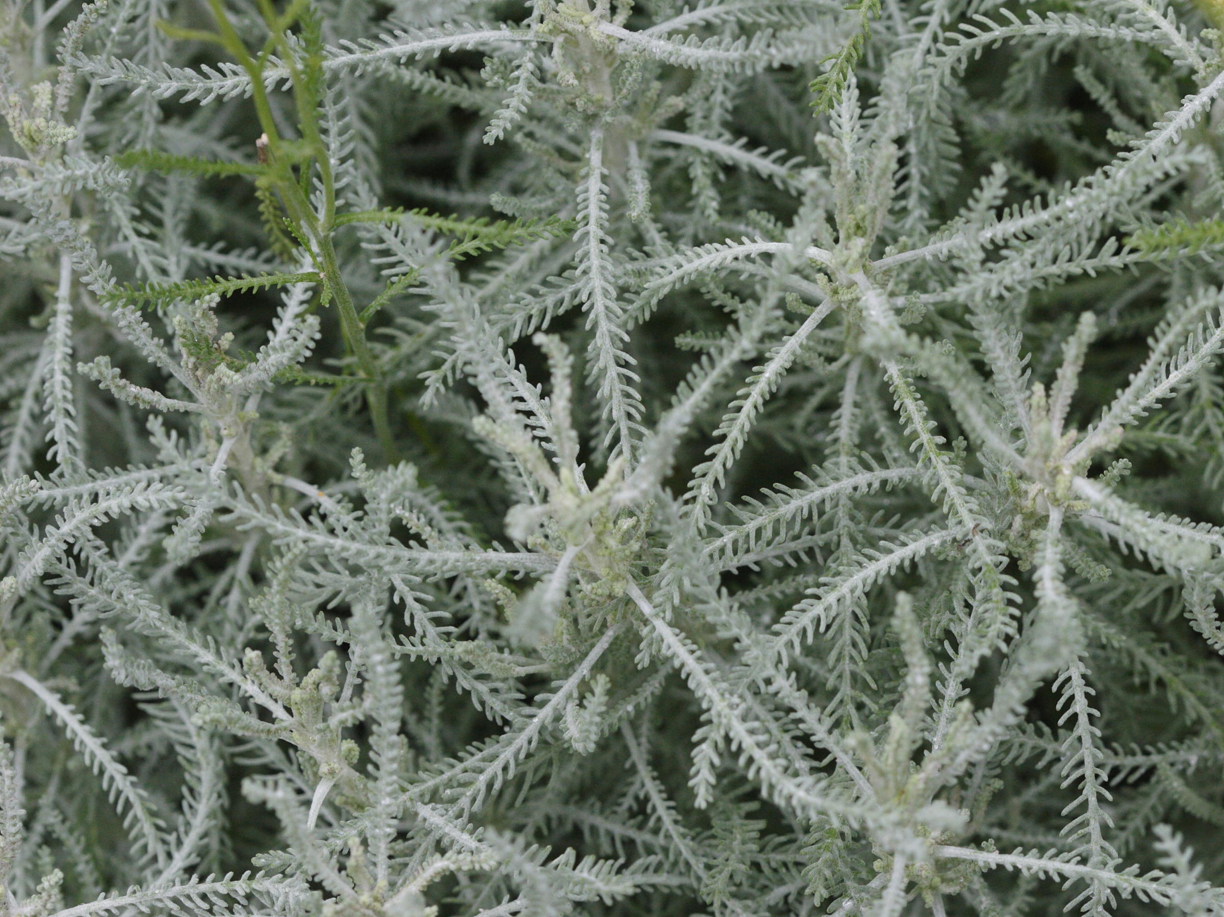 santolina_neapolitana2md