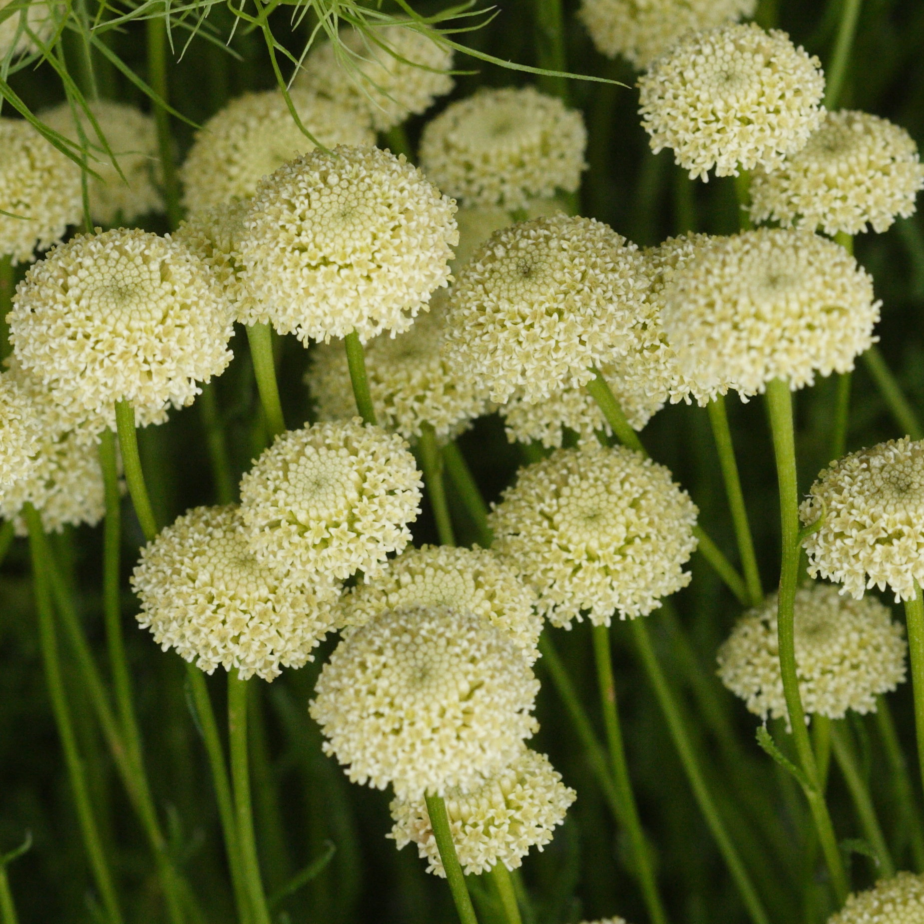 Afficher le média santolina_rosmarinifolia1md santolina_rosmarinifolia1md