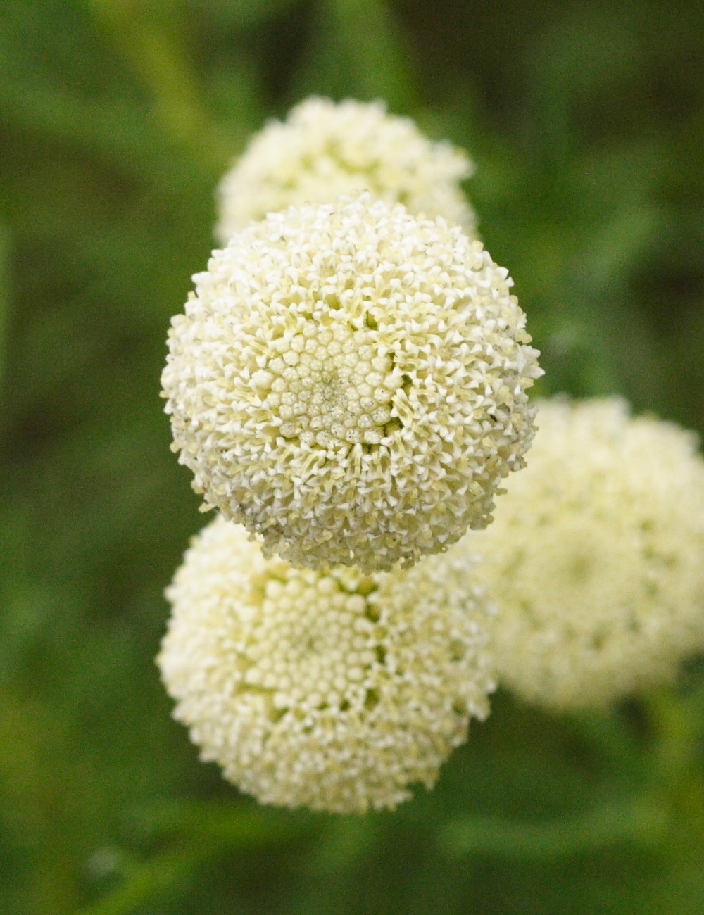 Afficher le média santolina_rosmarinifolia2md santolina_rosmarinifolia2md