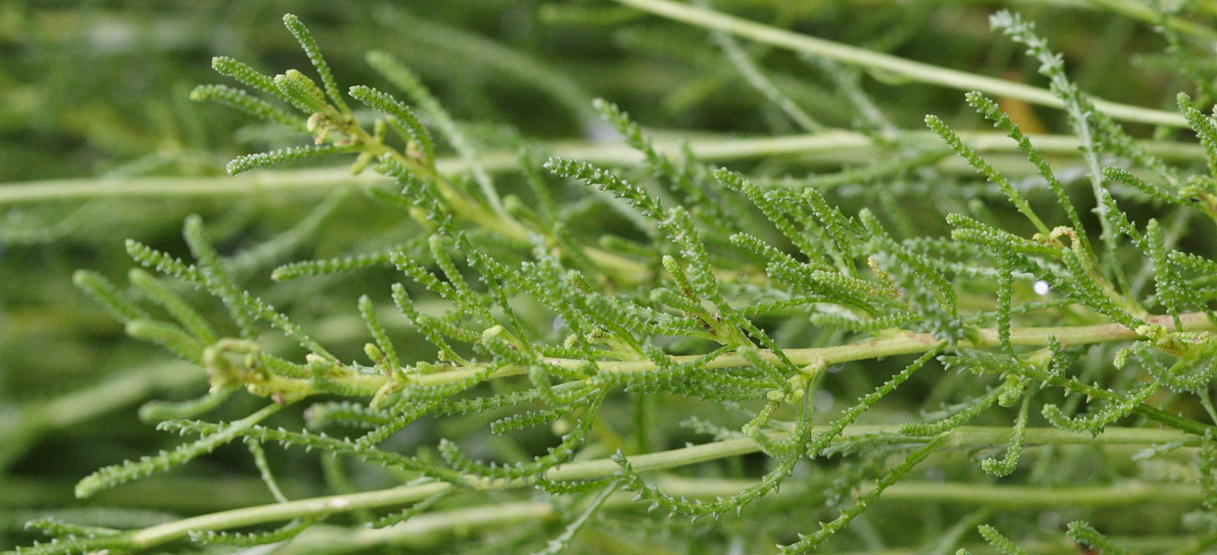 Afficher le média santolina_rosmarinifolia3md santolina_rosmarinifolia3md