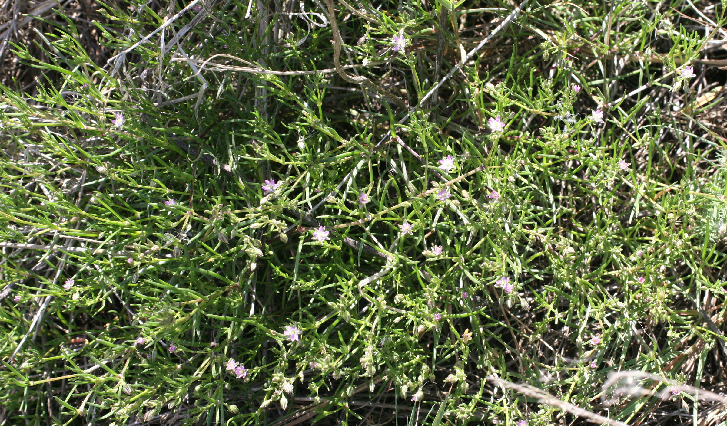 spergularia_media1md