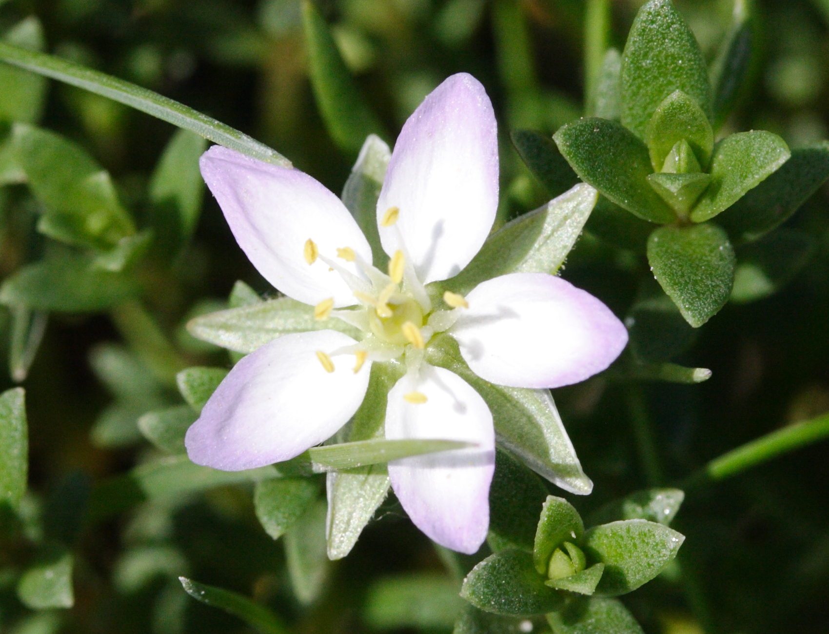 spergularia_media2md