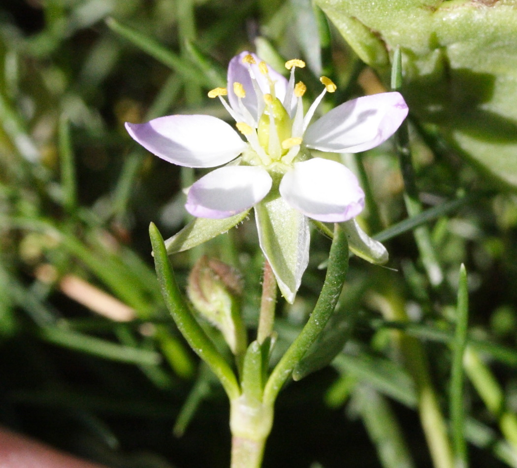 spergularia_media3md