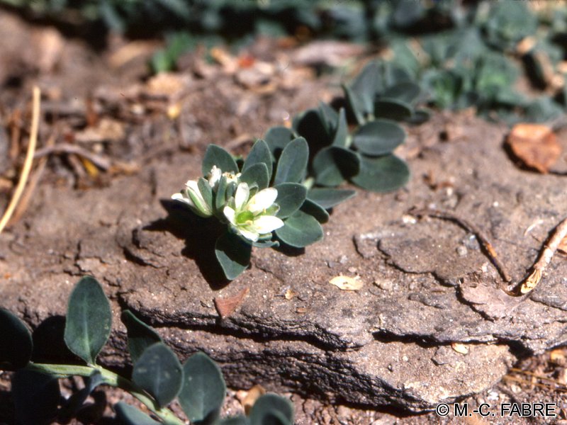Afficher le média telephium_imperati1mcf telephium_imperati1mcf