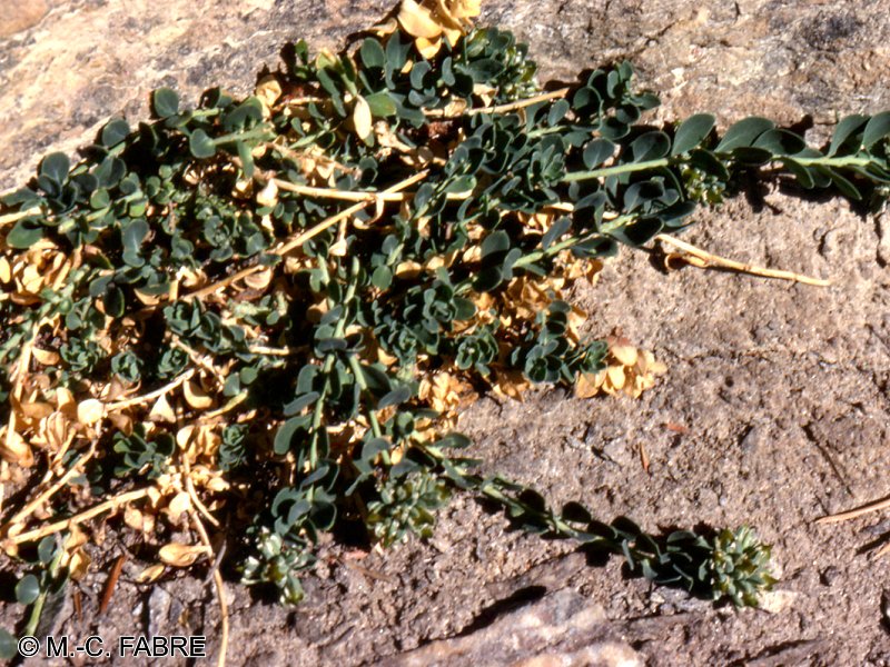 Afficher le média telephium_imperati2mcf telephium_imperati2mcf