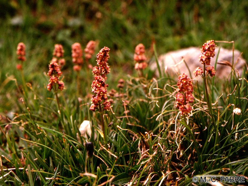 valeriana_celtica1mcf