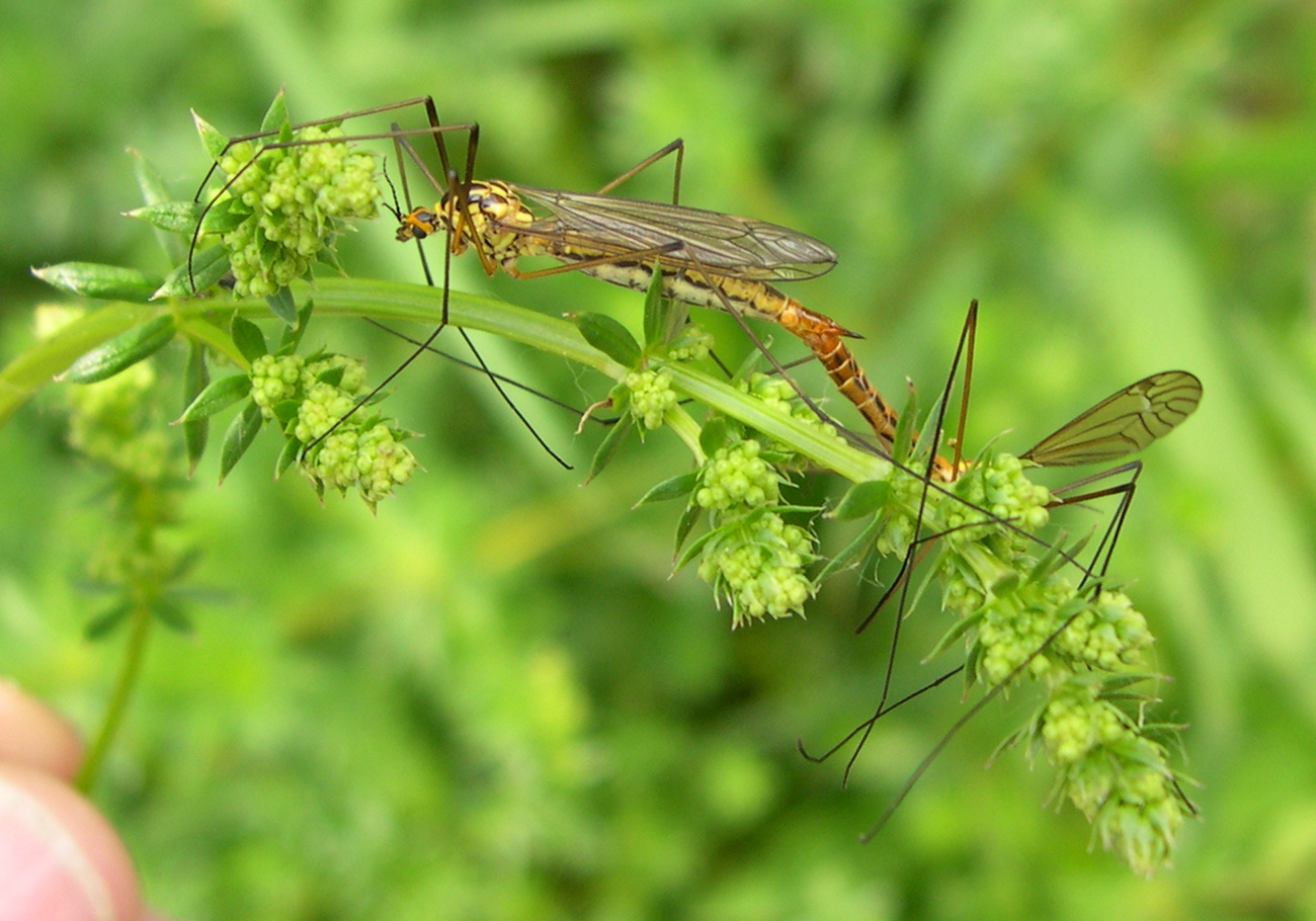 nephrotoma_flavescens2md