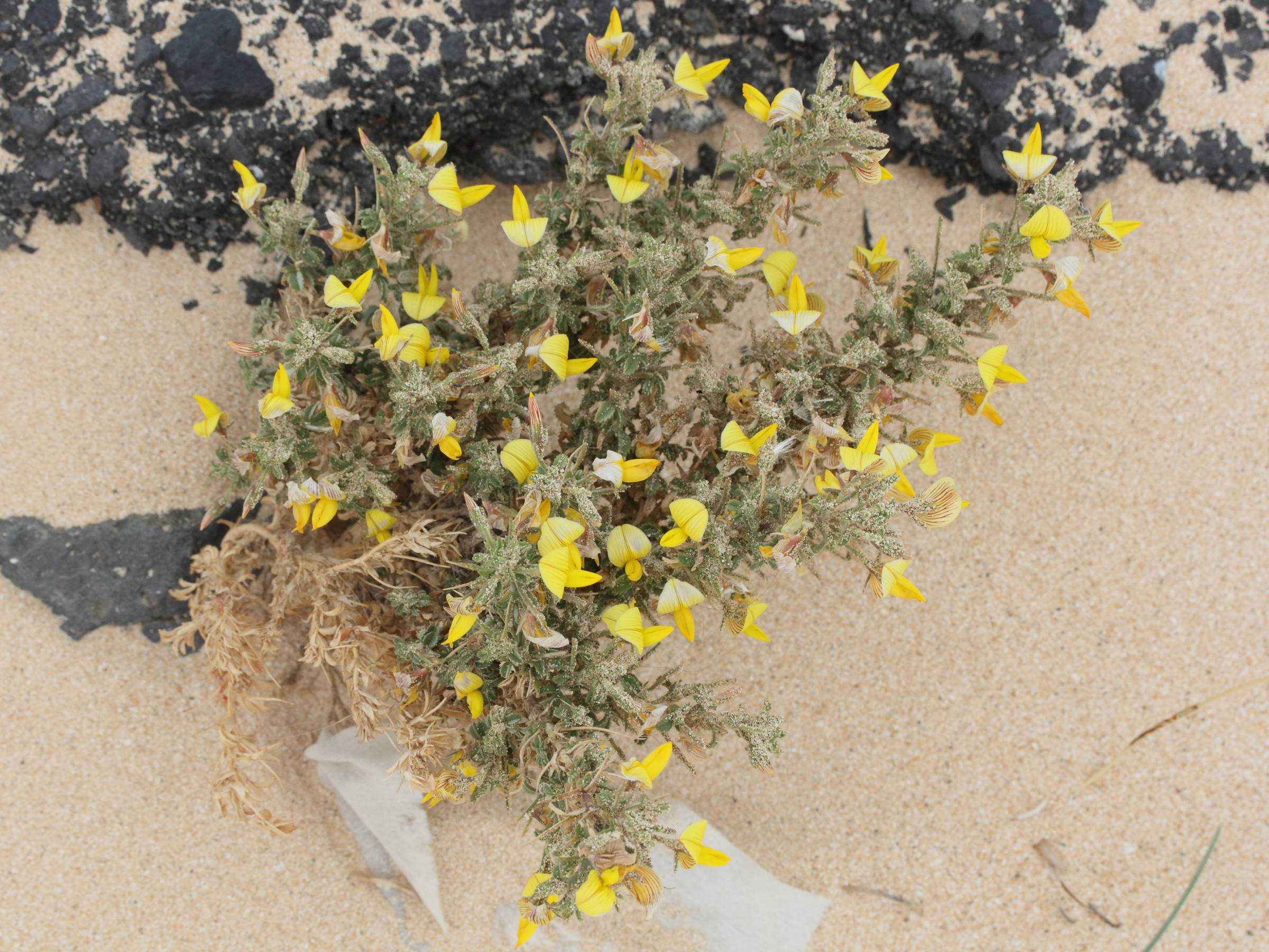 ononis_angustissima1md