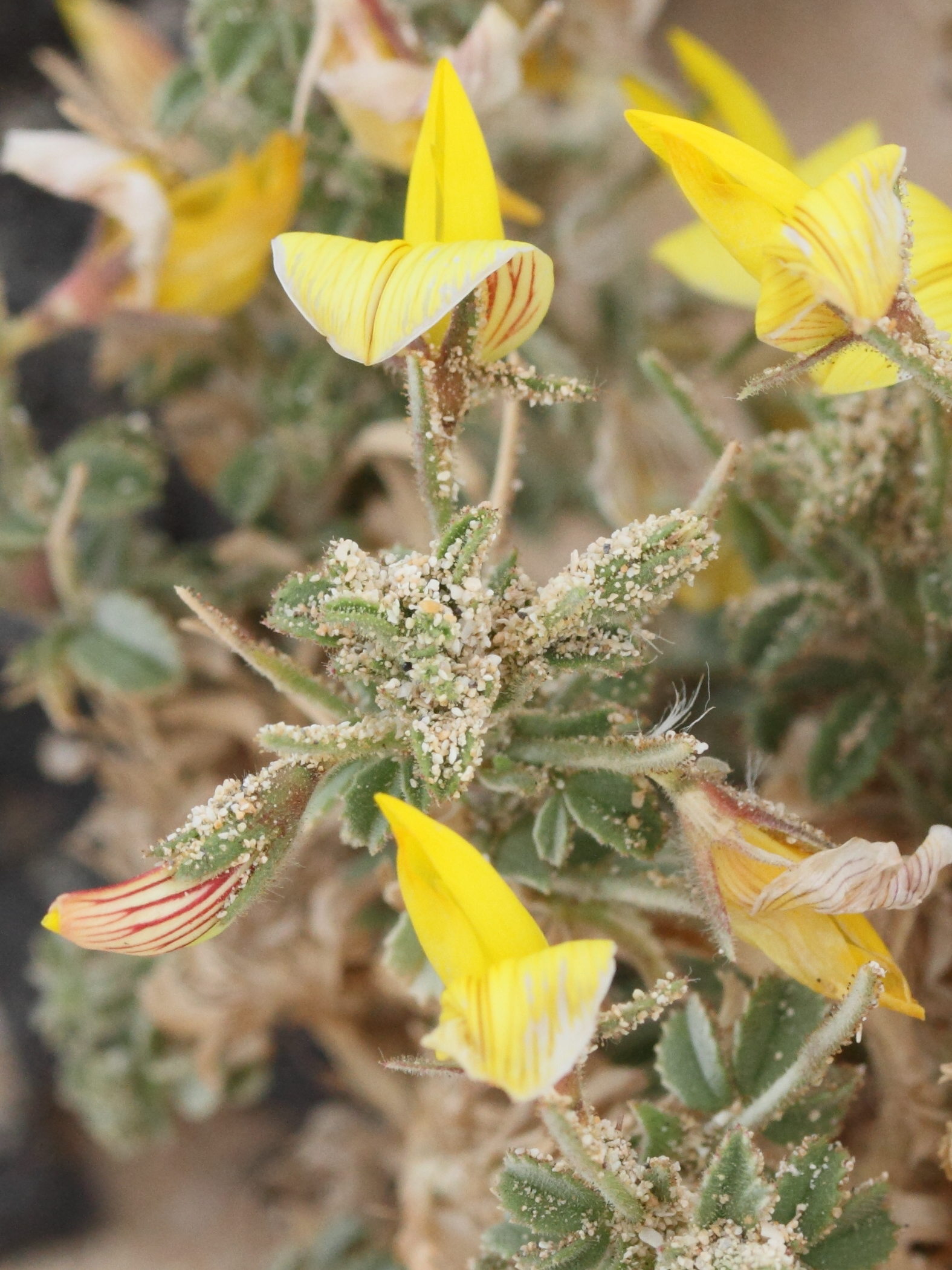 ononis_angustissima2md