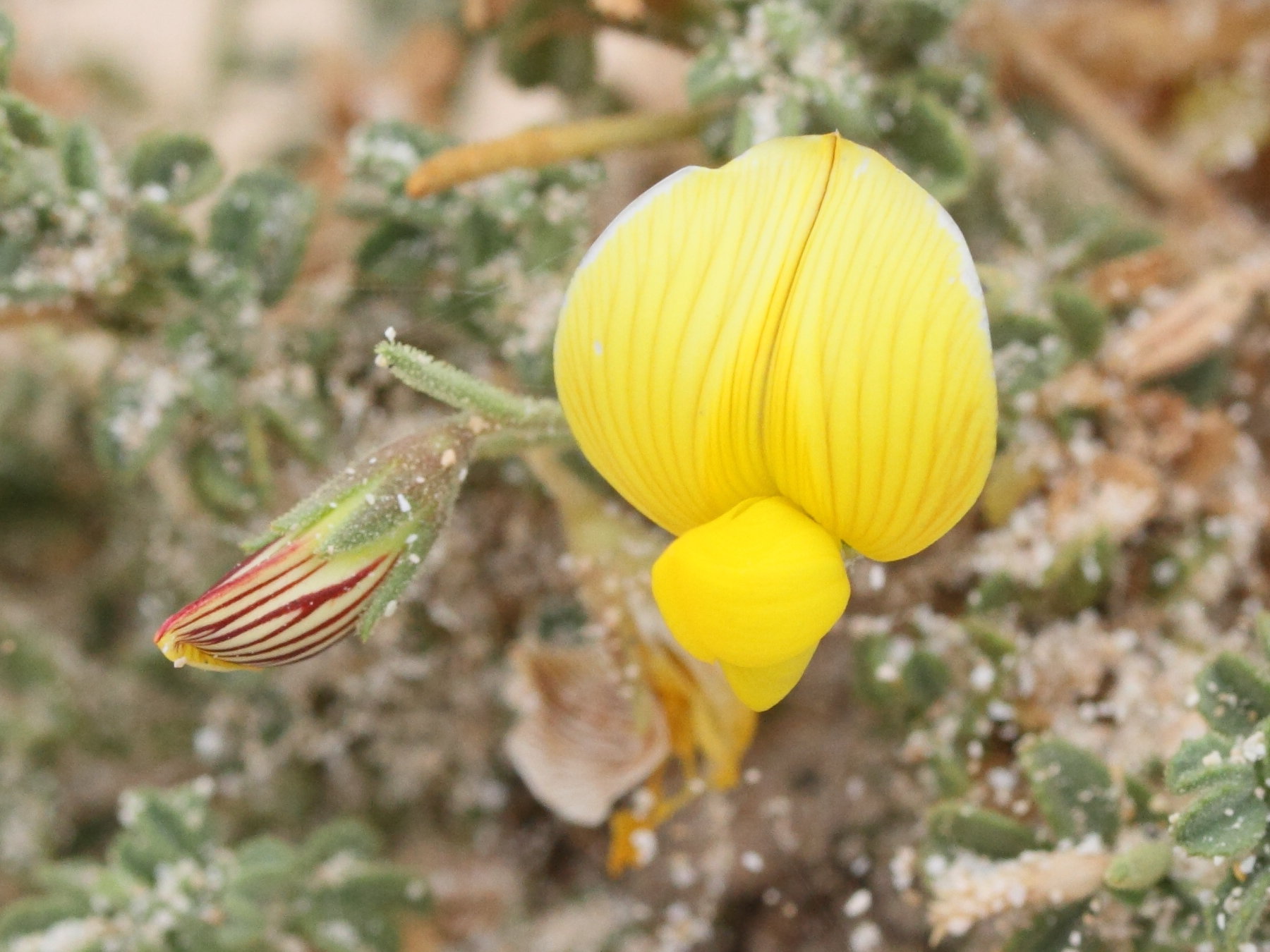 ononis_angustissima3md