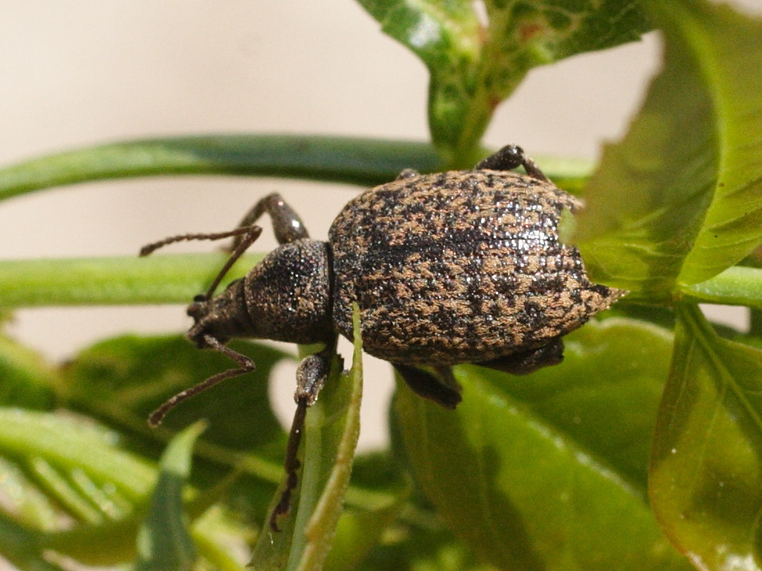 otiorhynchus_ligustici1md