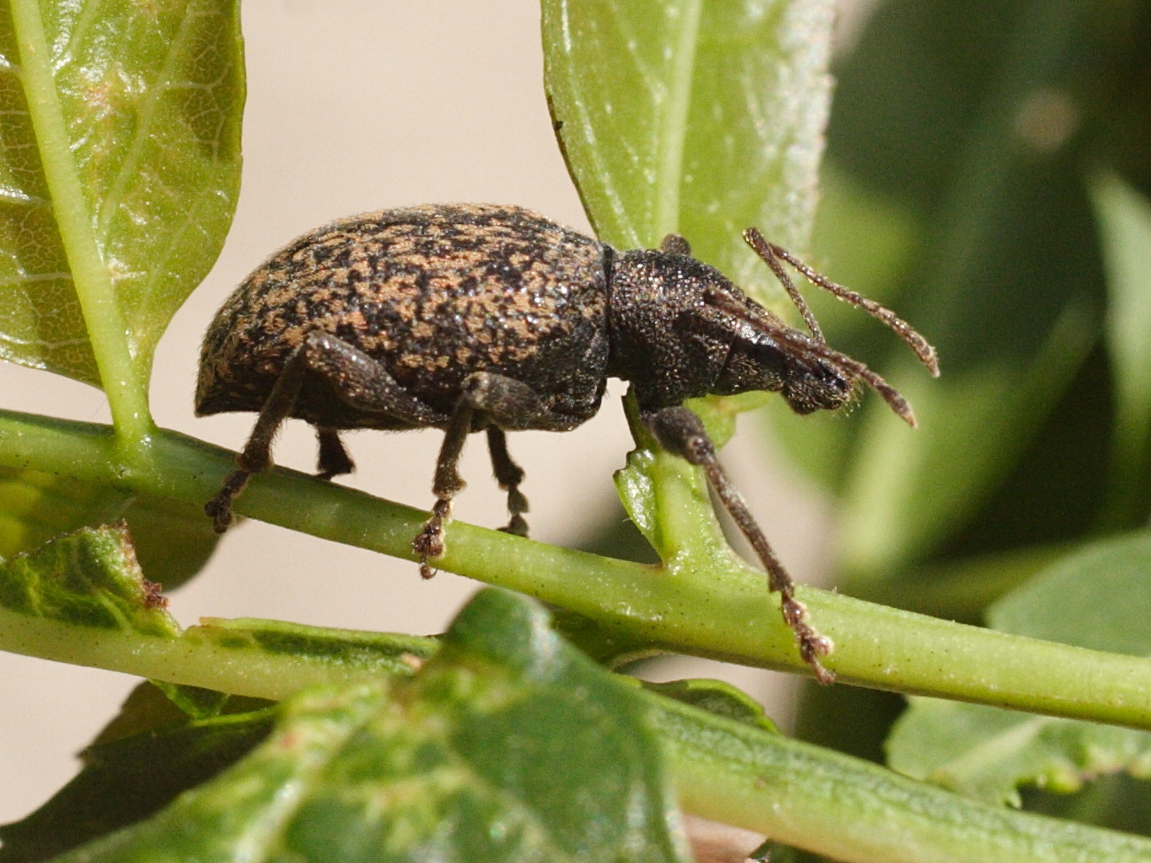 otiorhynchus_ligustici2md