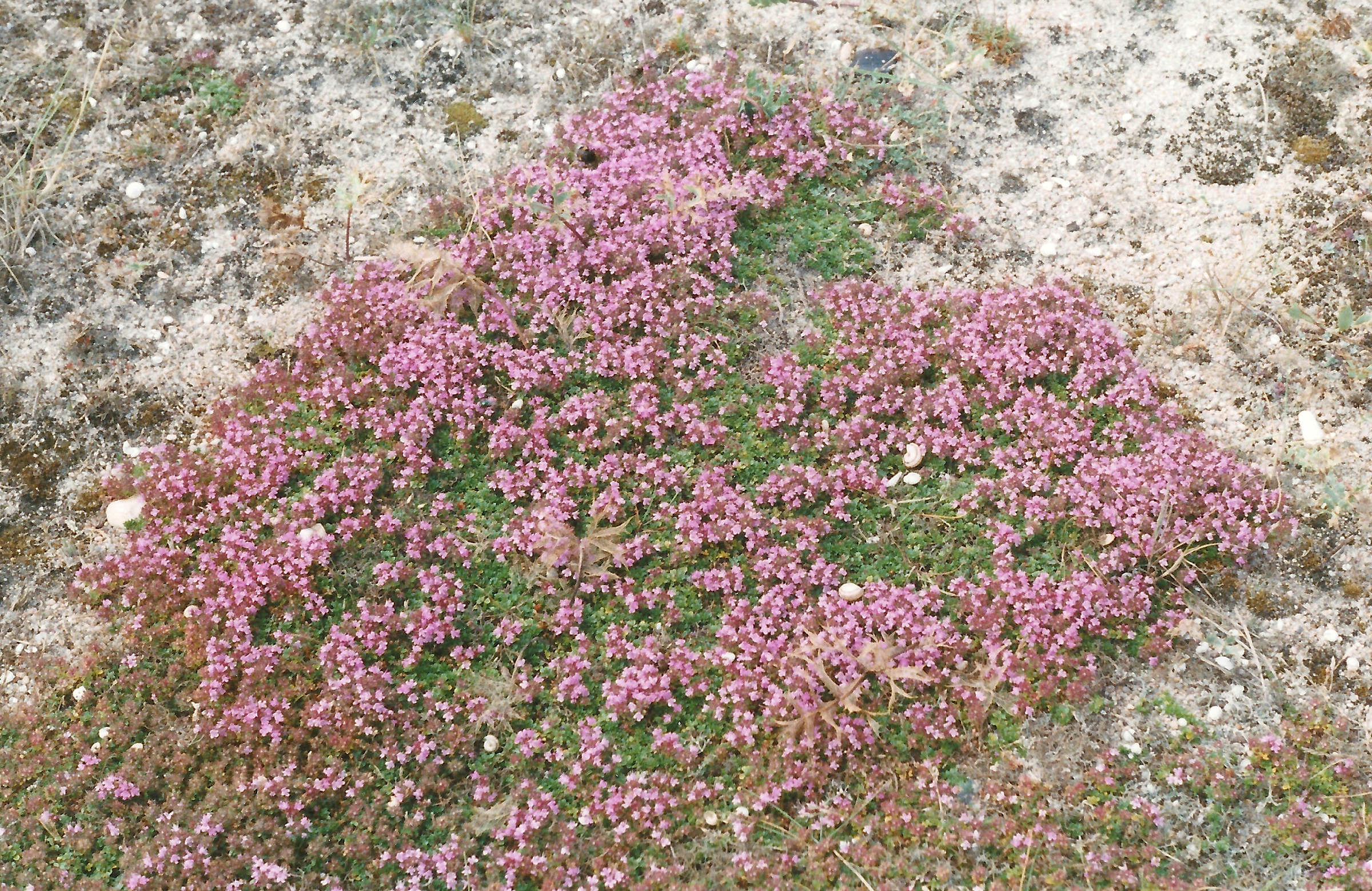 Afficher le média thymus_serpyllum1md thymus_serpyllum1md