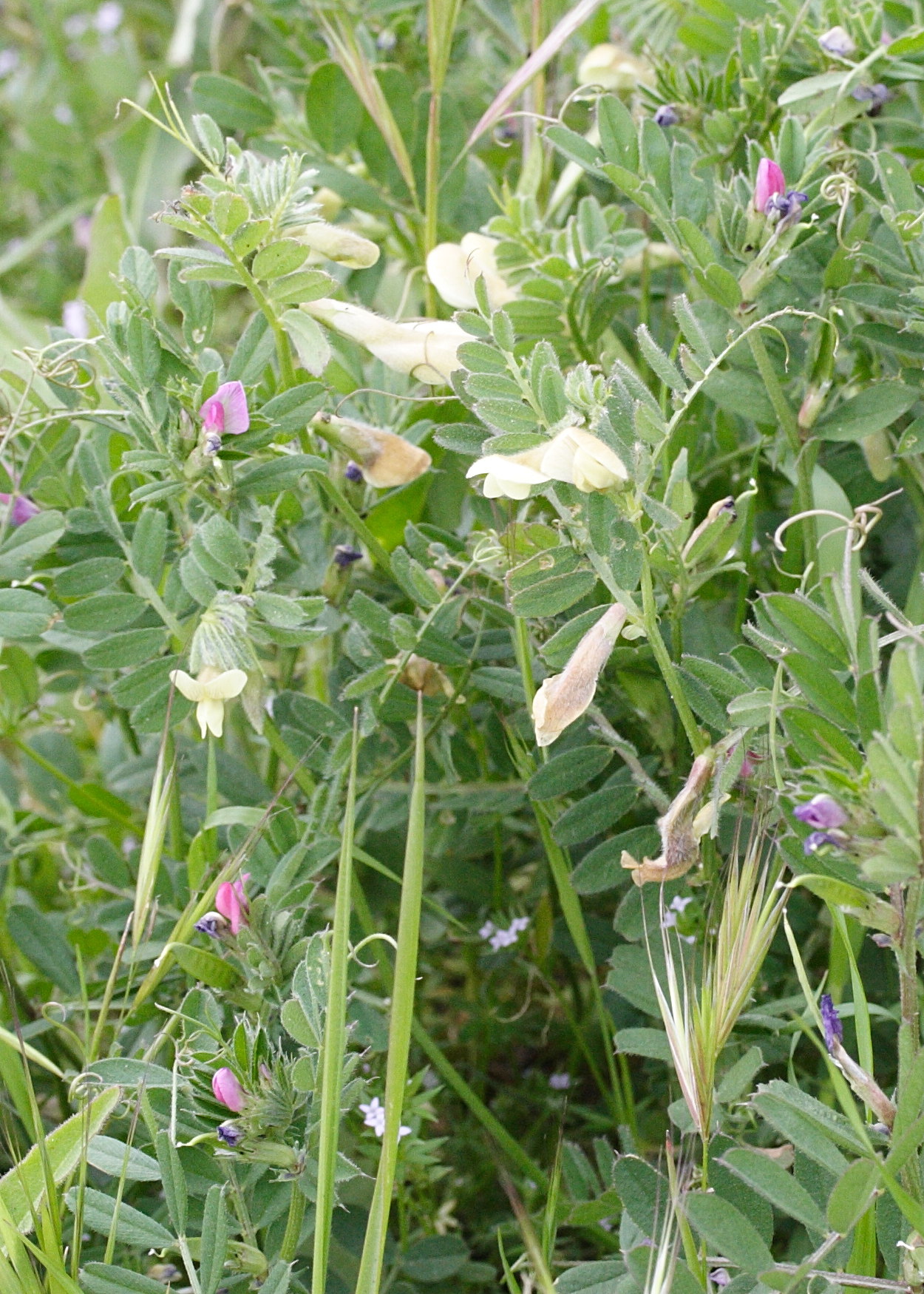 vicia_hybrida1md