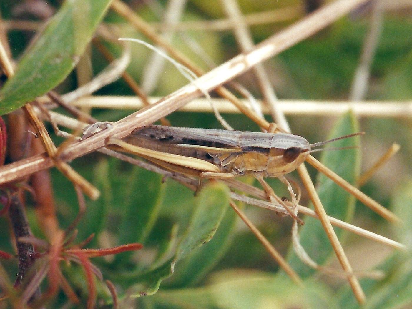 chorthippus_albomarginatus1md_1