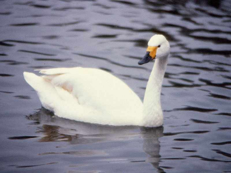 cygne_de_bewick_-_cygnus_colombianus1md