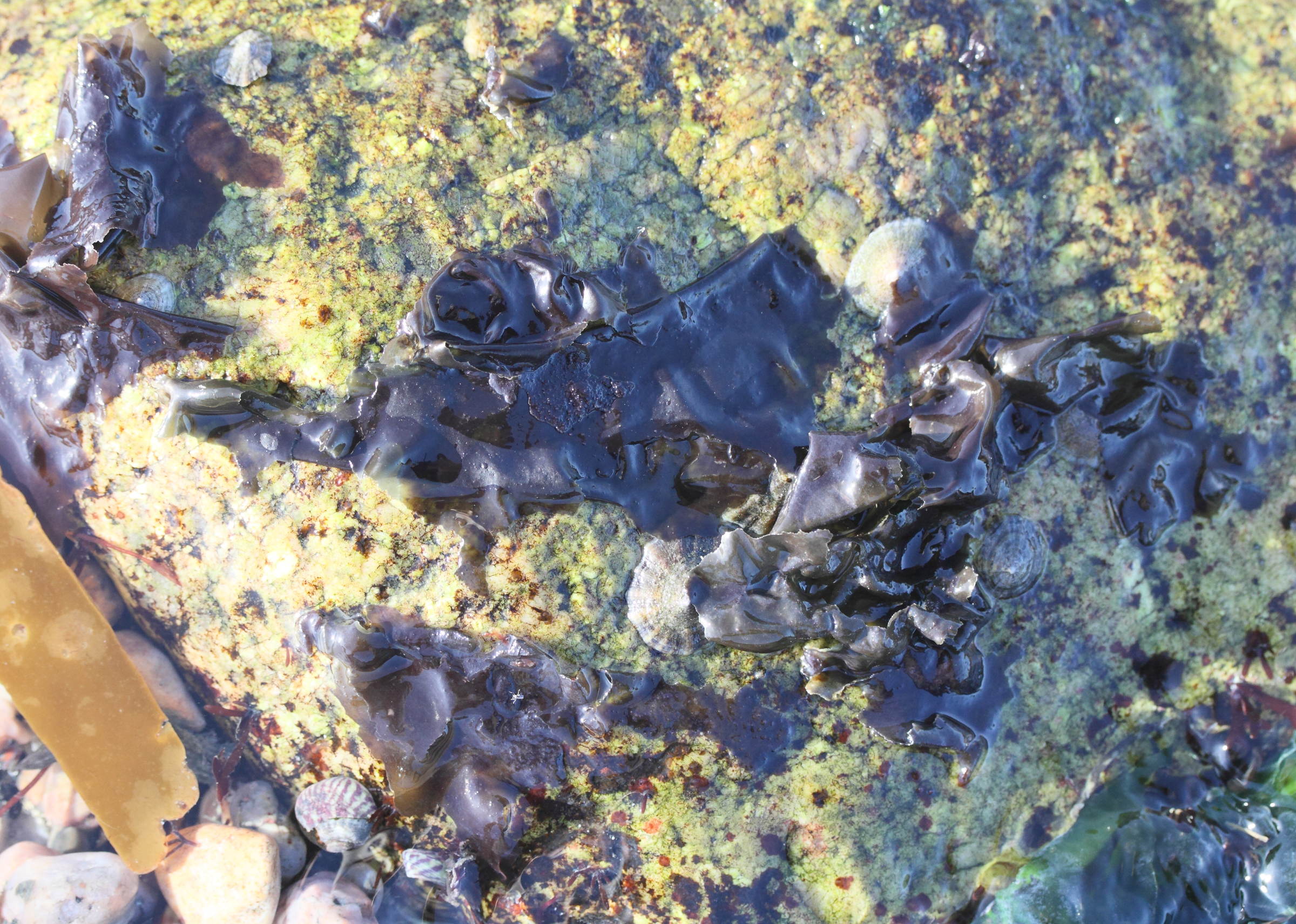 Afficher le média porphyra_umbilicalis1md porphyra_umbilicalis1md