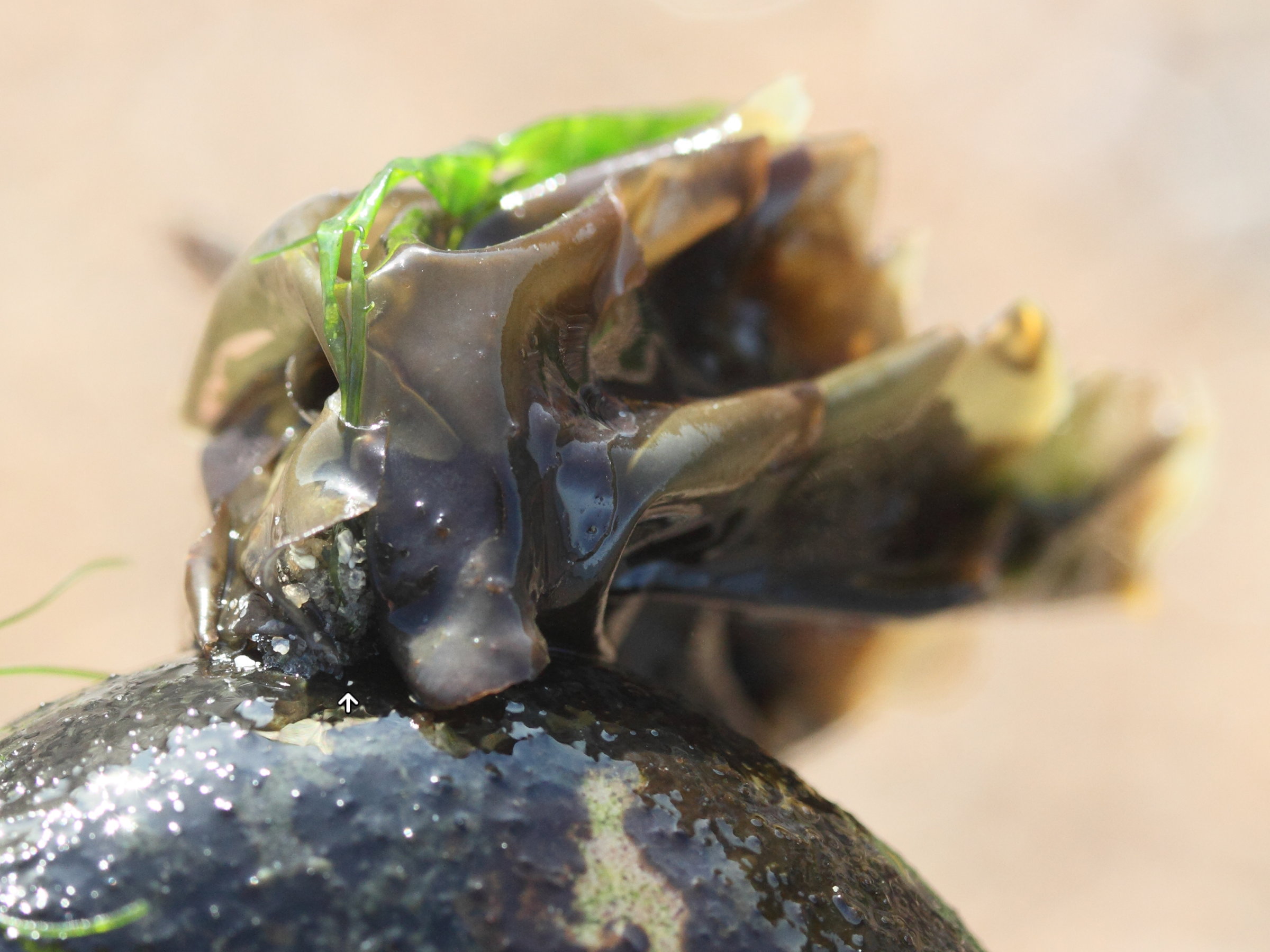 Afficher le média porphyra_umbilicalis2md porphyra_umbilicalis2md