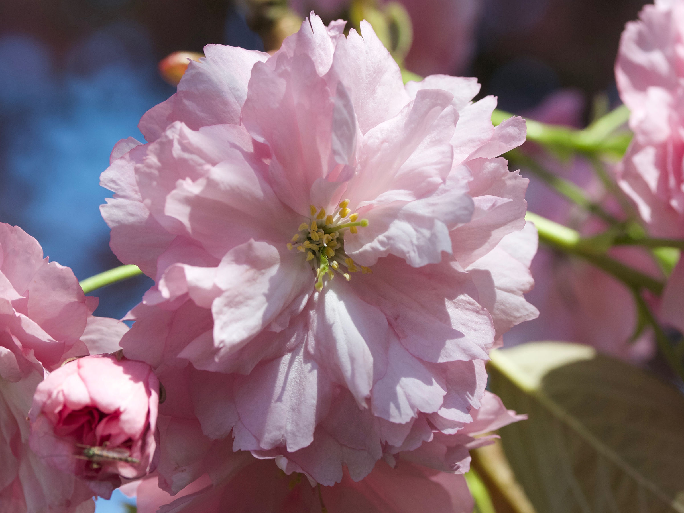 prunus_serrulata_hizahura3md