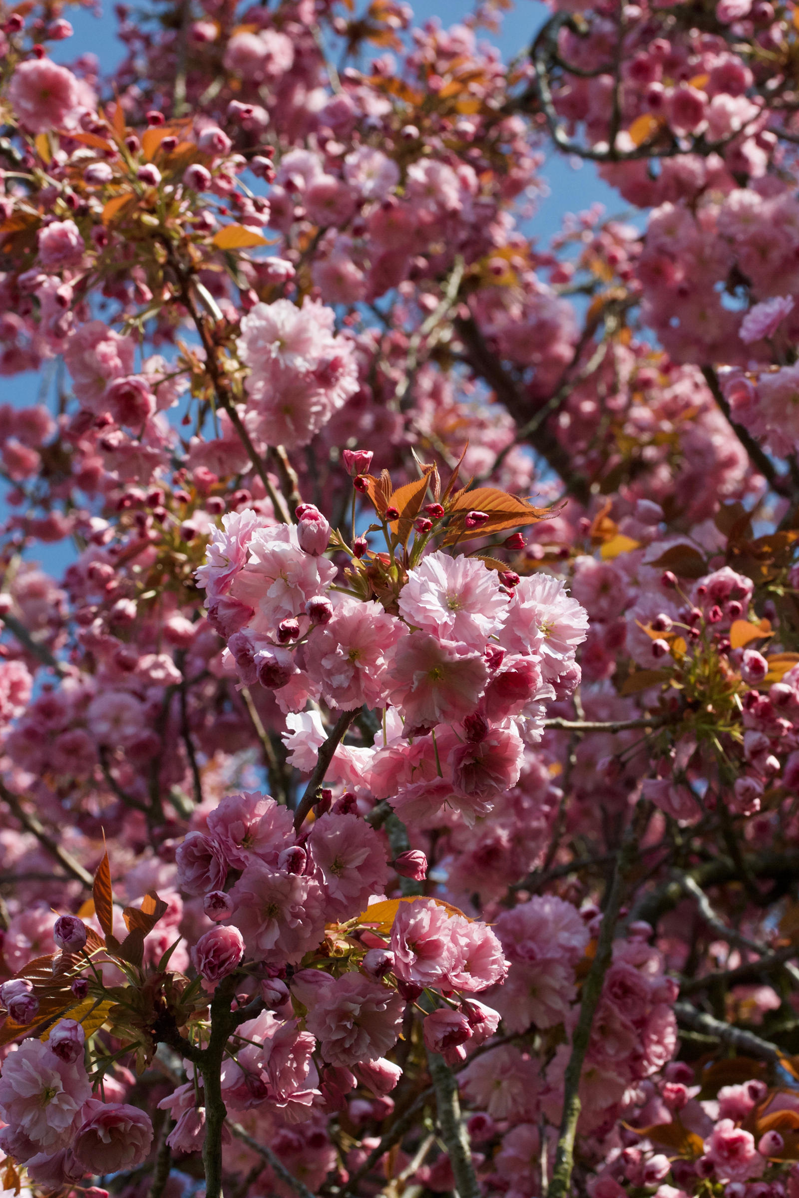 prunus_serrulata_hizakura2md