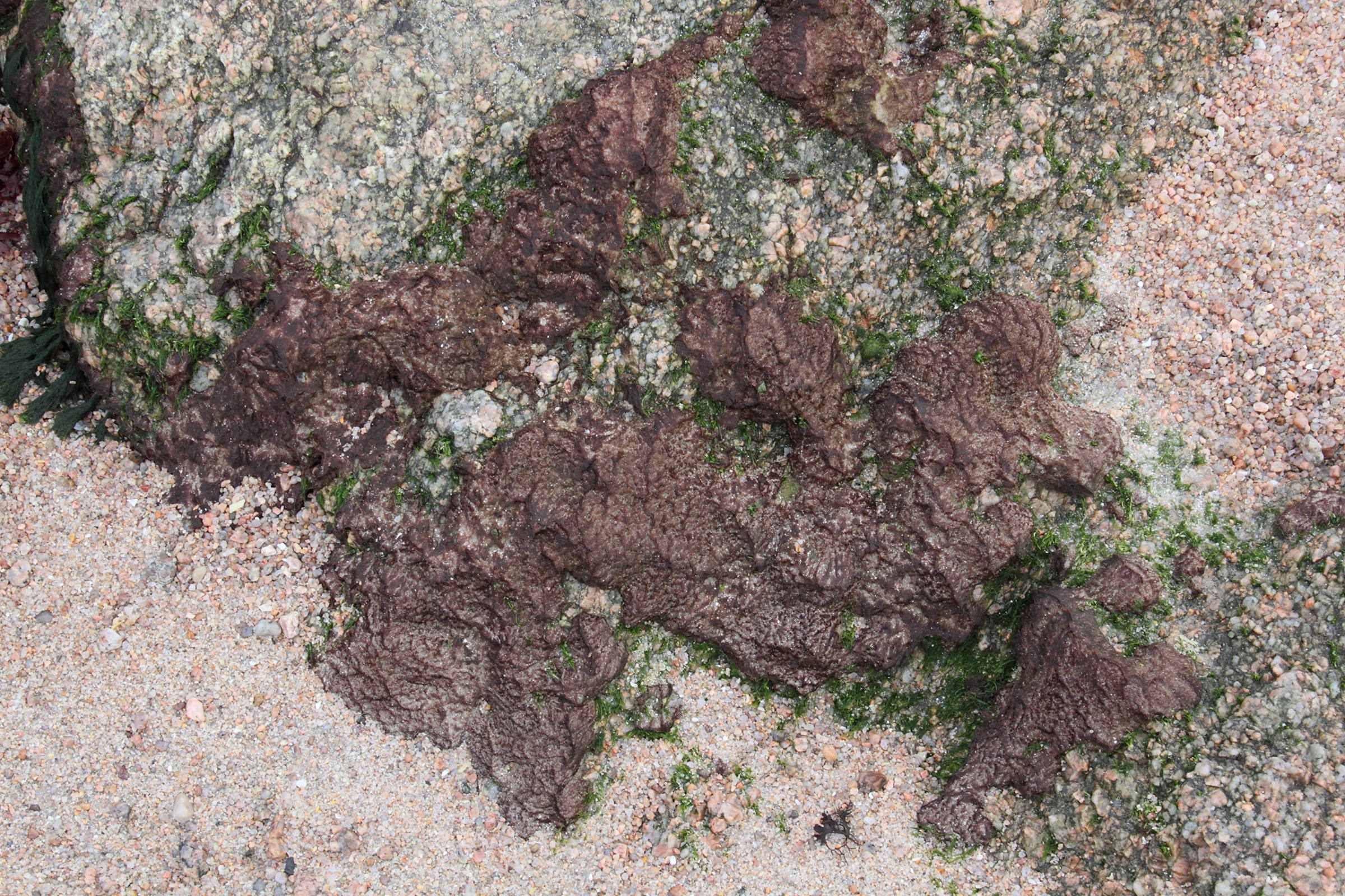 rhodothamniella_floridula1md