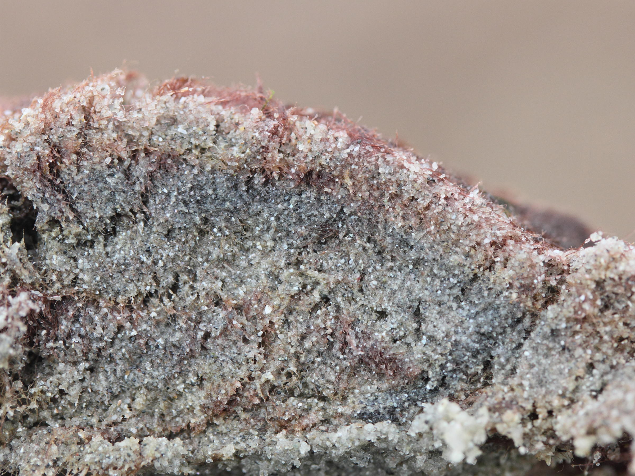 rhodothamniella_floridula2md