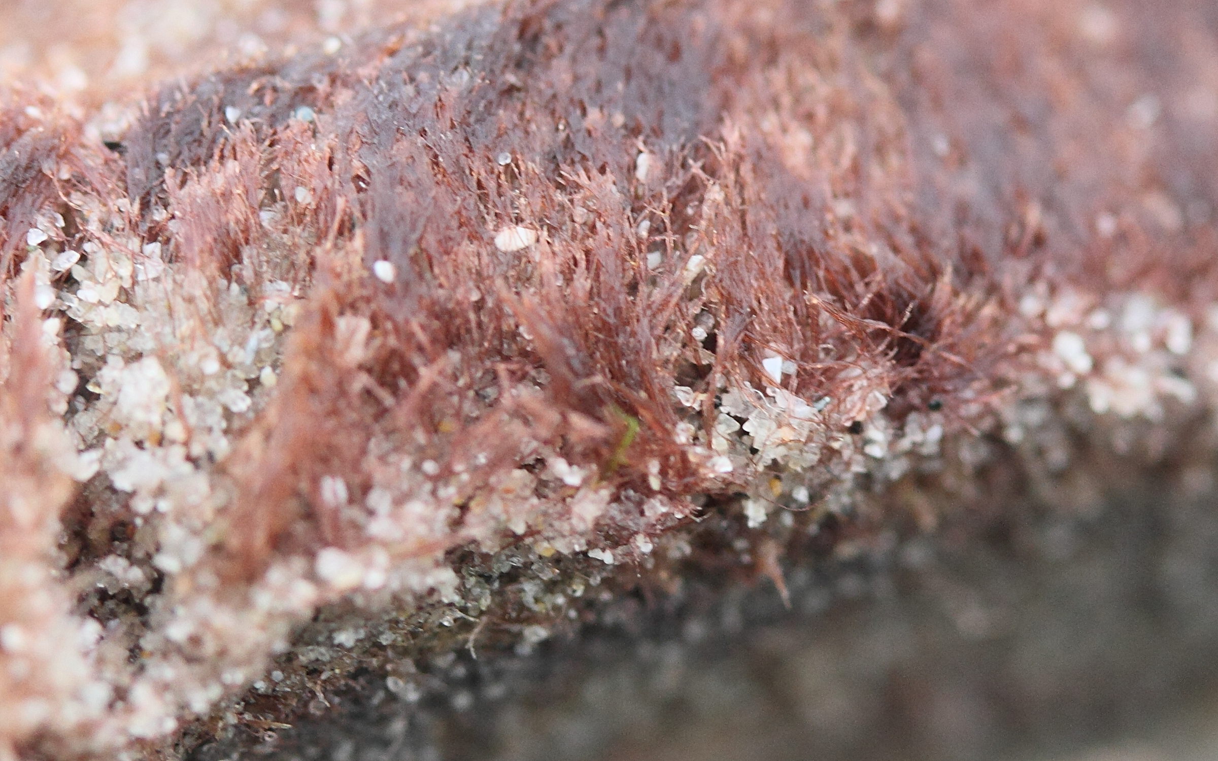 rhodothamniella_floridula3md