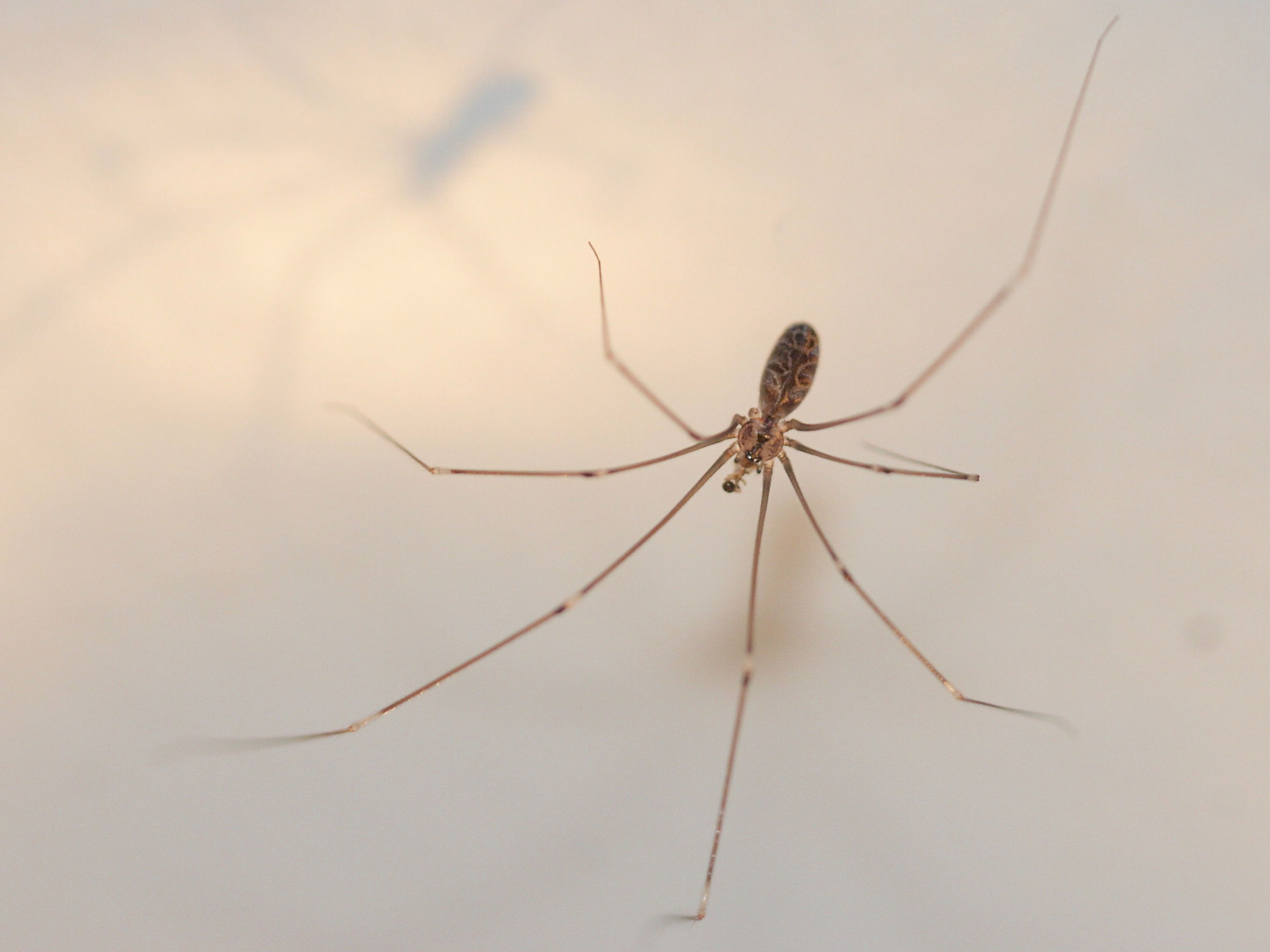 smeringopus_carli1md