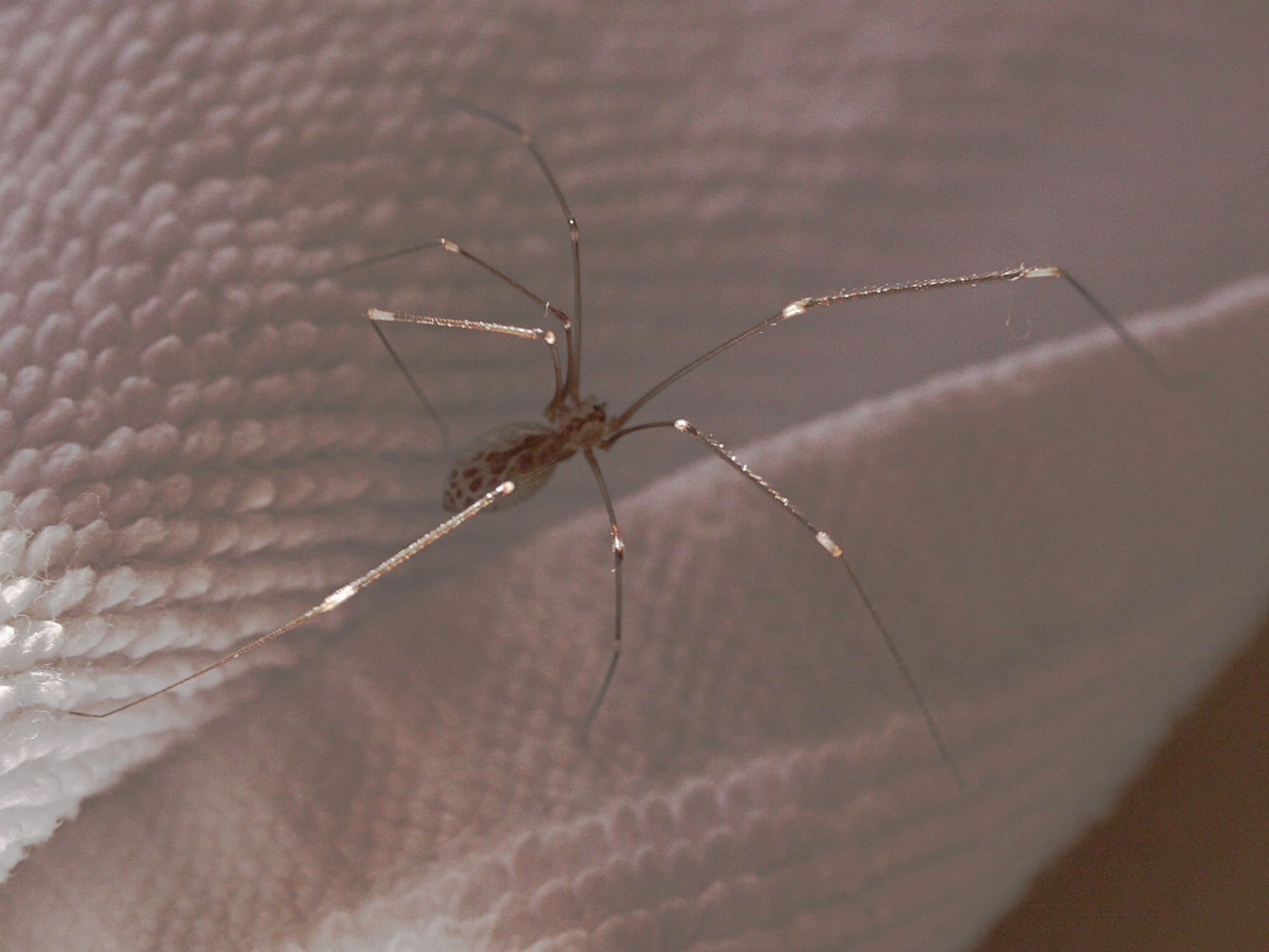 smeringopus_carli3md