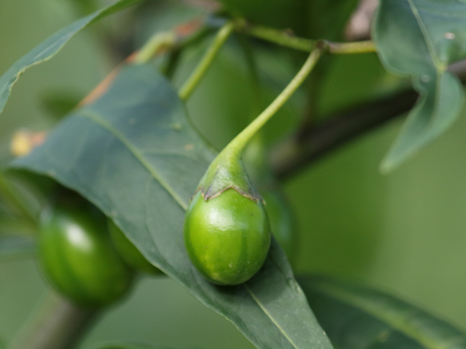 Afficher le média solanum_aviculare3bd solanum_aviculare3bd