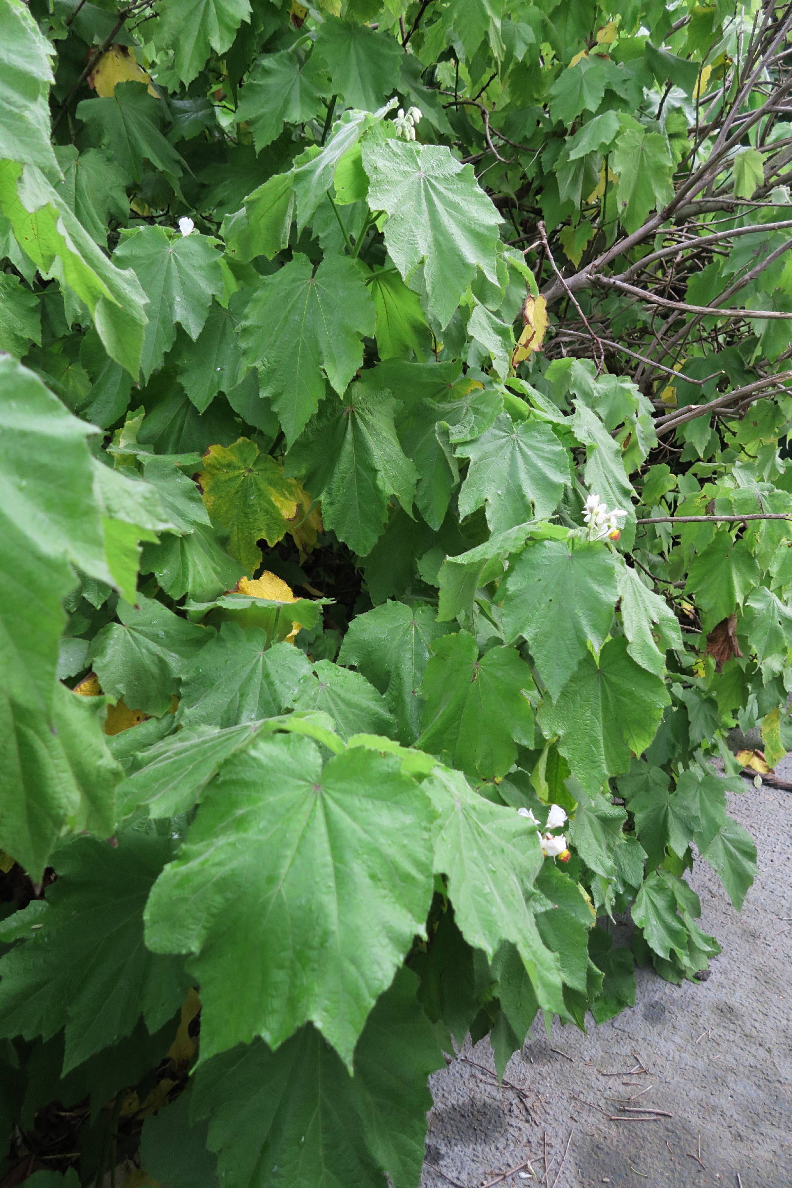 Afficher le média sparrmannia_africana1md sparrmannia_africana1md